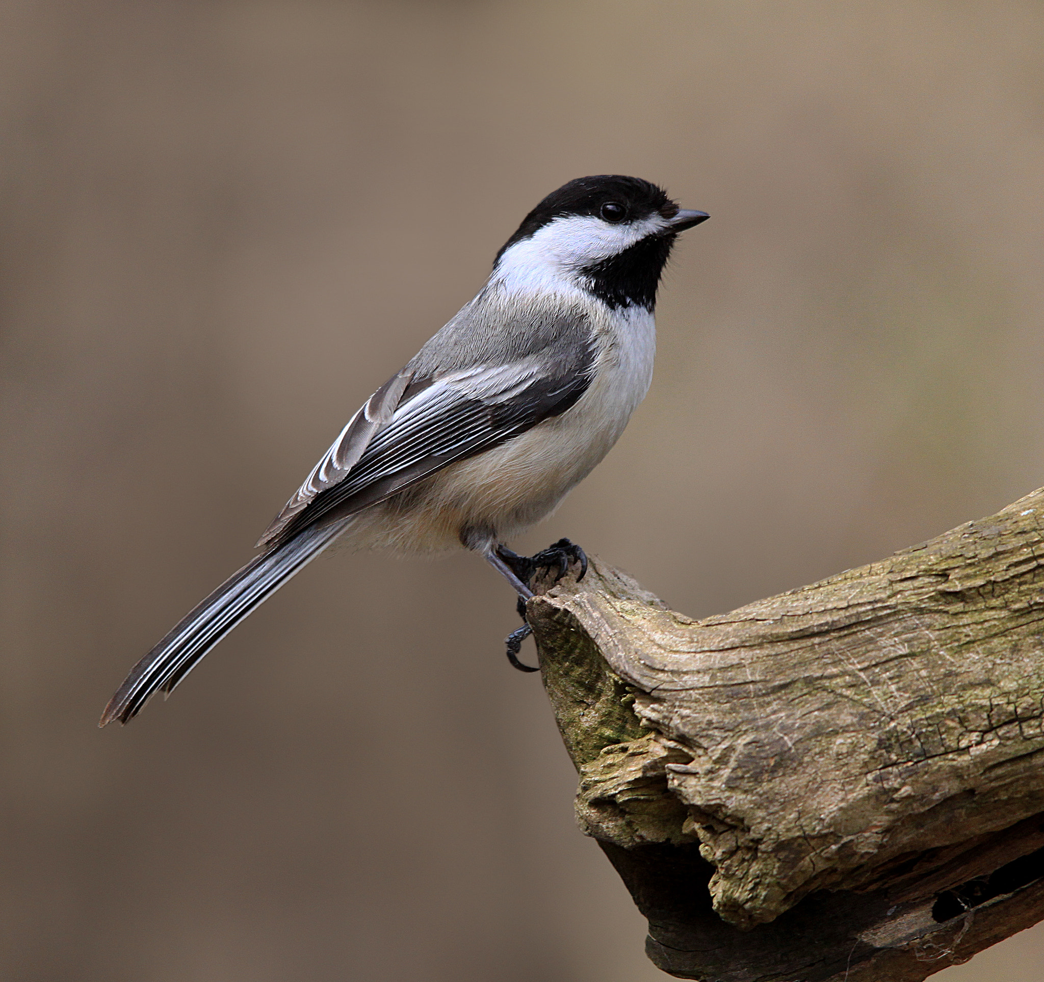Sigma 150-500mm F5-6.3 DG OS HSM sample photo. Black capped chickadee photography
