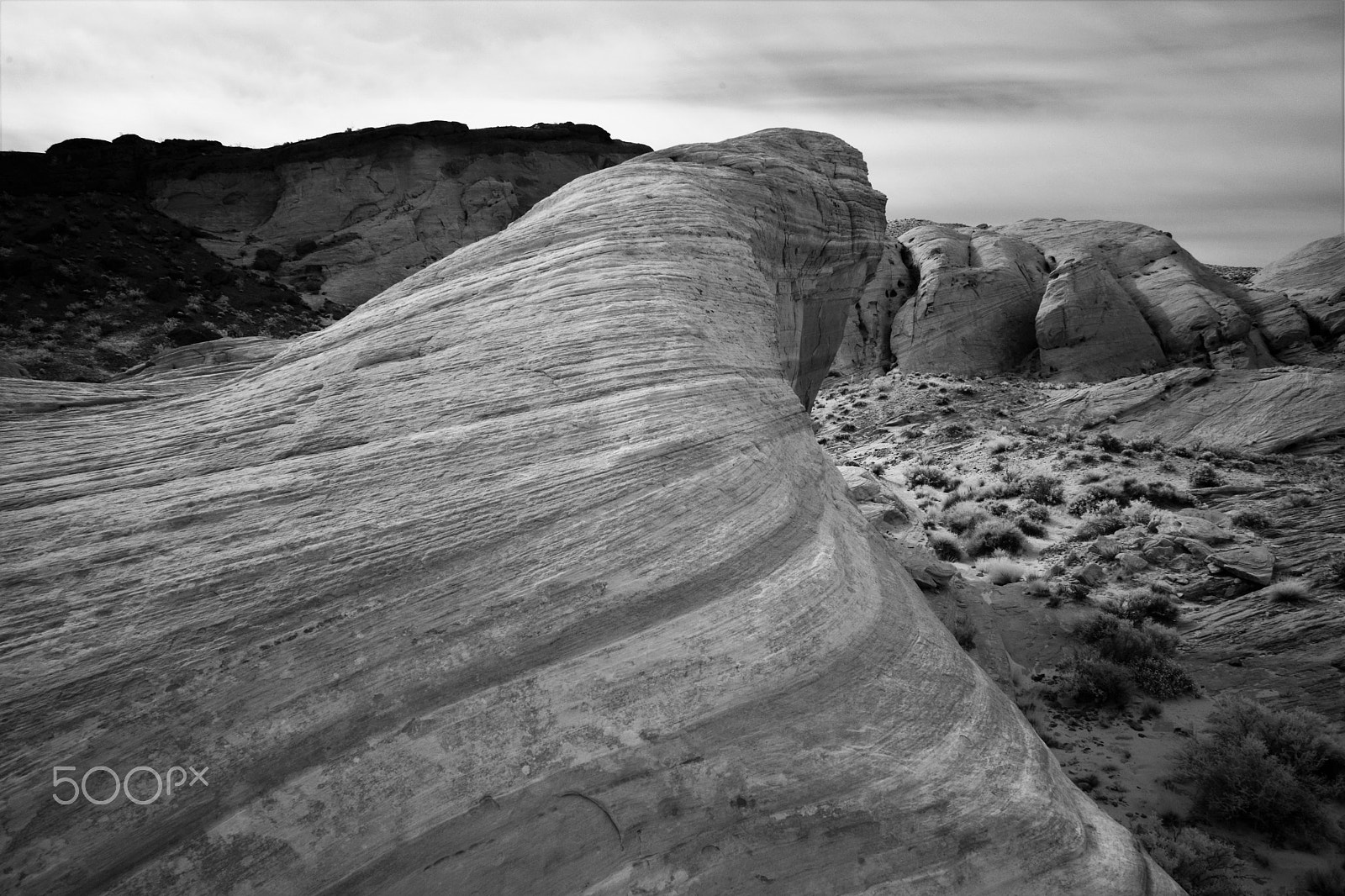 Nikon D3X sample photo. The bear photography