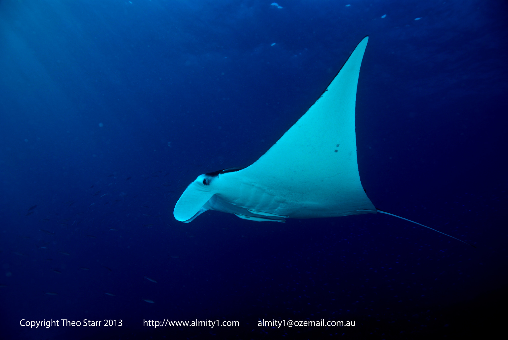 Nikon D80 + Sigma 17-70mm F2.8-4.5 DC Macro Asp. IF sample photo. Manta ray, lady elliott island australia photography