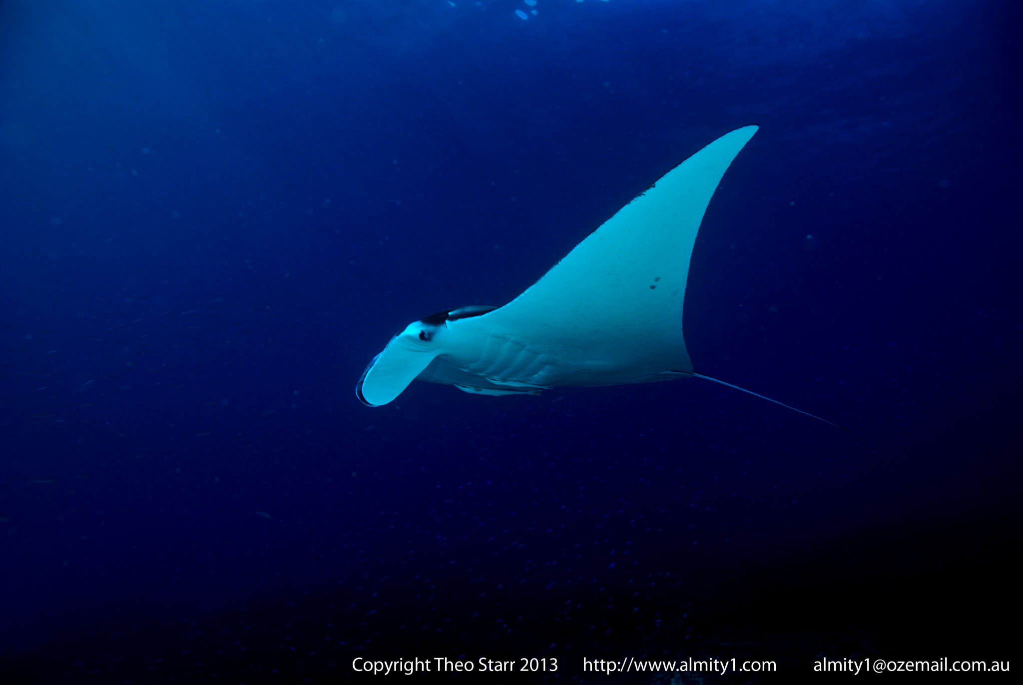 Nikon D80 + Sigma 17-70mm F2.8-4.5 DC Macro Asp. IF sample photo. Manta ray, lady elliott island australia photography