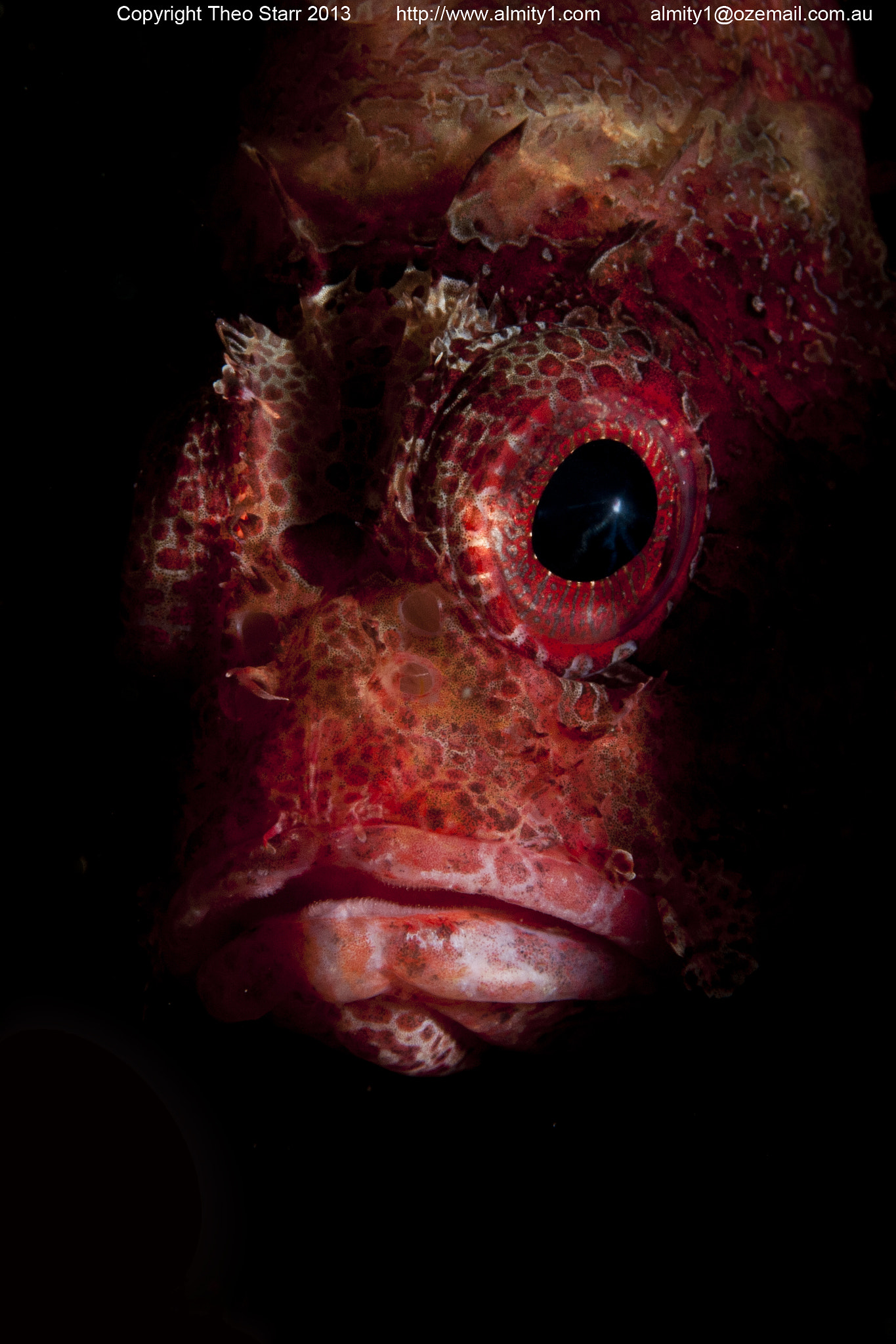 Nikon D300S + Nikon AF Micro-Nikkor 60mm F2.8D sample photo. Scorpion fish bare island australia photography