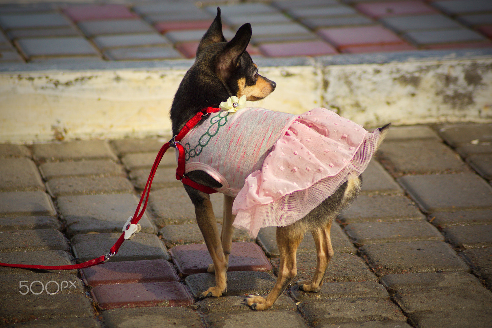 Sony DT 55-200mm F4-5.6 SAM sample photo. Angry dog) photography