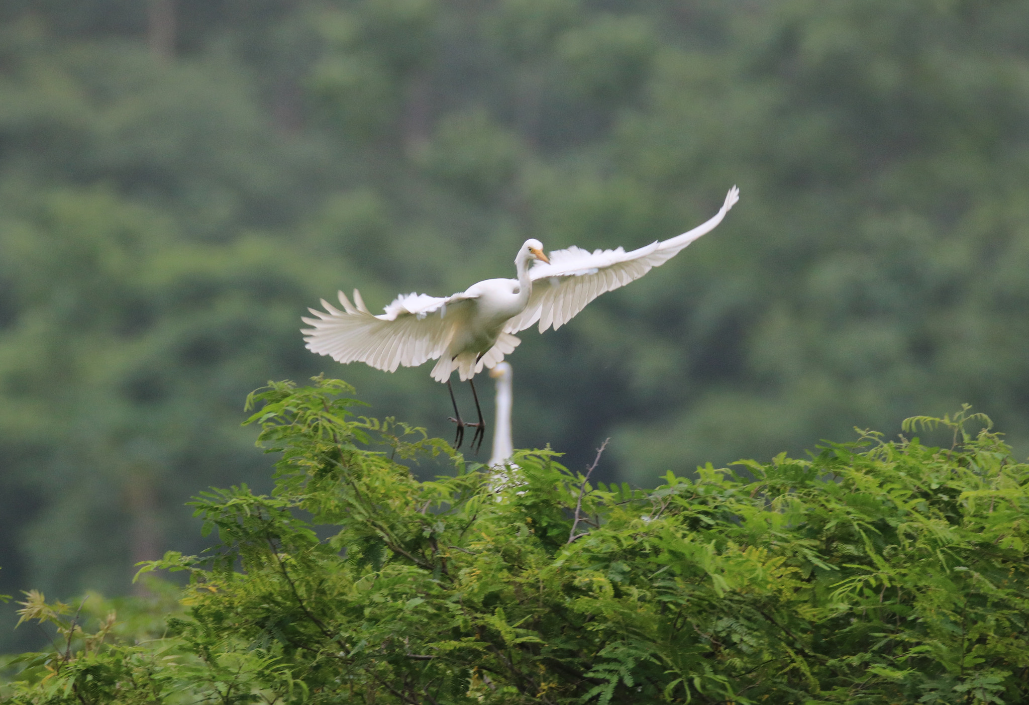 Canon EOS 750D (EOS Rebel T6i / EOS Kiss X8i) sample photo. Dancing on the top photography