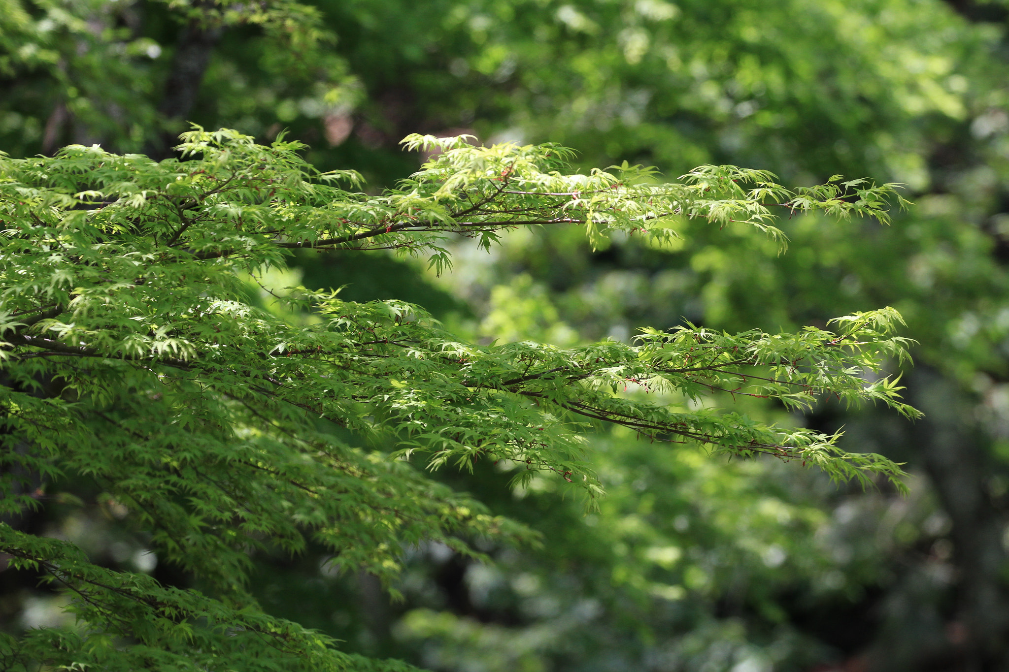 Canon EOS 7D + Canon EF 100-400mm F4.5-5.6L IS II USM sample photo. Japanese maple  モミジ photography