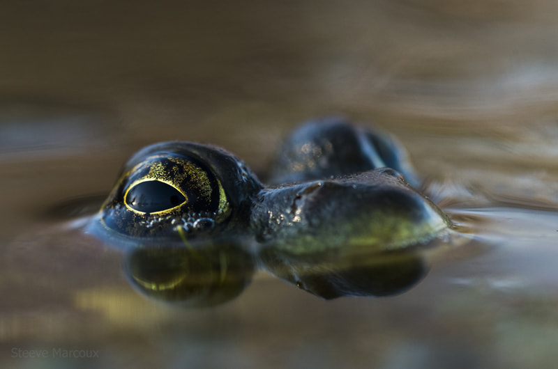 Pentax K-50 + Tamron SP AF 90mm F2.8 Di Macro sample photo. Green frog hiding in water photography
