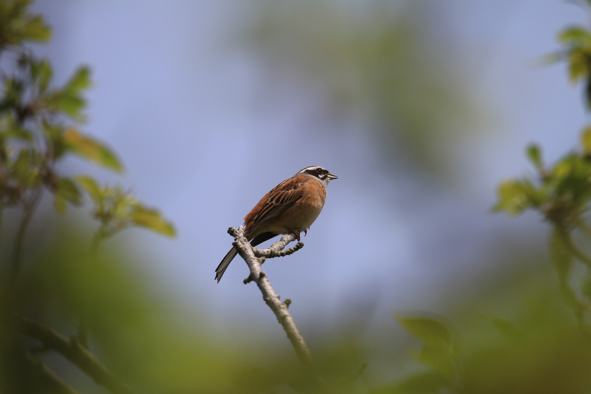 Canon EOS 7D + Canon EF 100-400mm F4.5-5.6L IS II USM sample photo. Meadow bunting  ホオジロ photography