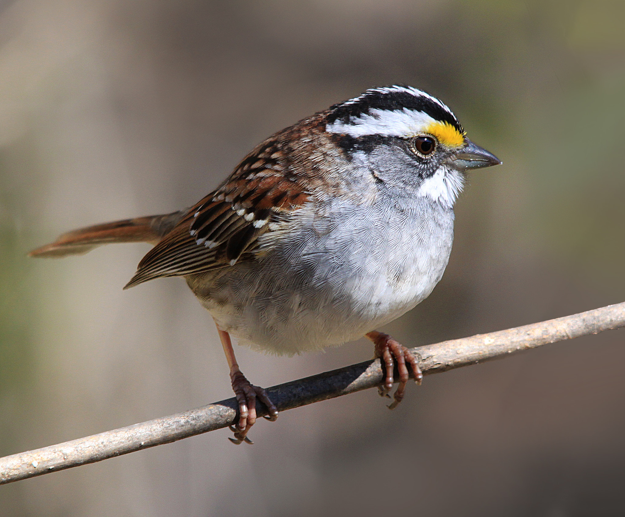 Sigma 150-500mm F5-6.3 DG OS HSM sample photo. White throated sparrow photography