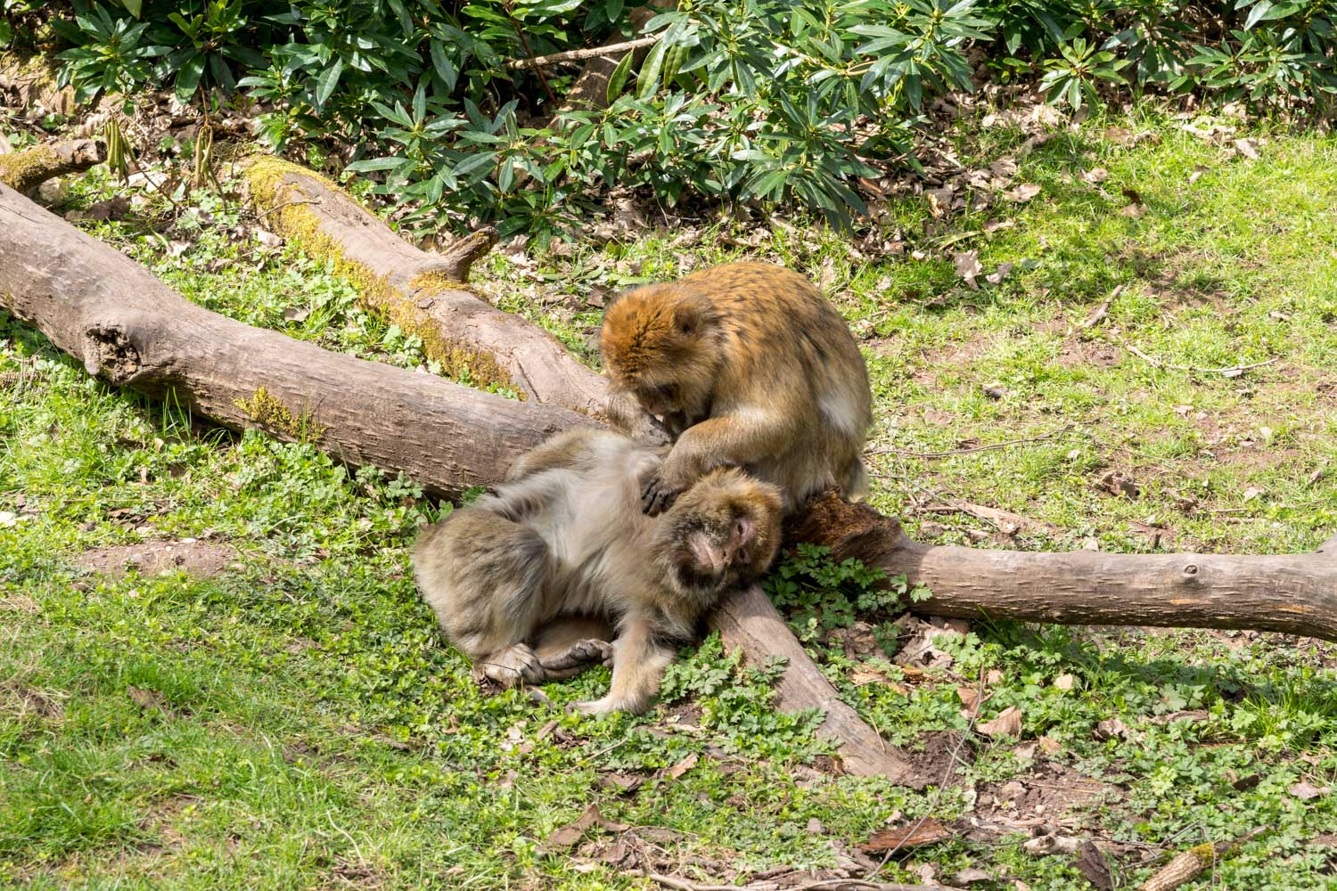 Sony ILCA-77M2 sample photo. Monkey forest photography