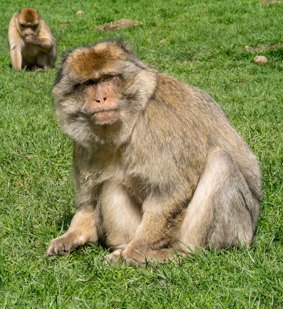 Sony ILCA-77M2 sample photo. Monkey forest photography