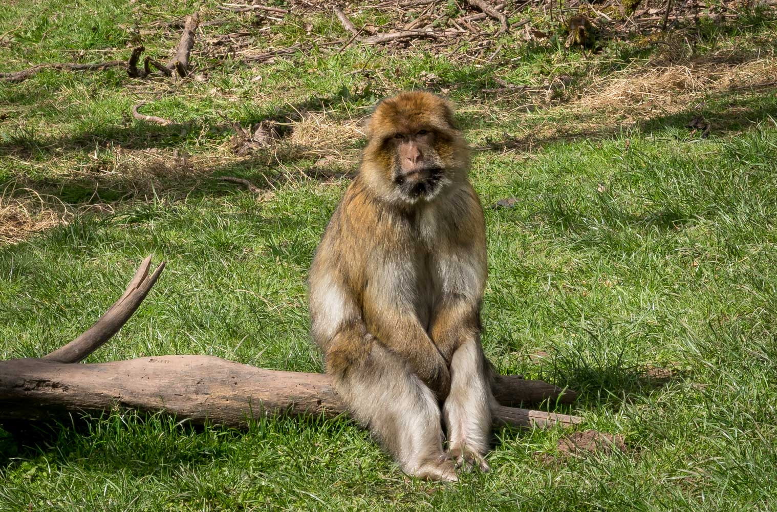 Sony ILCA-77M2 sample photo. Monkey forest photography