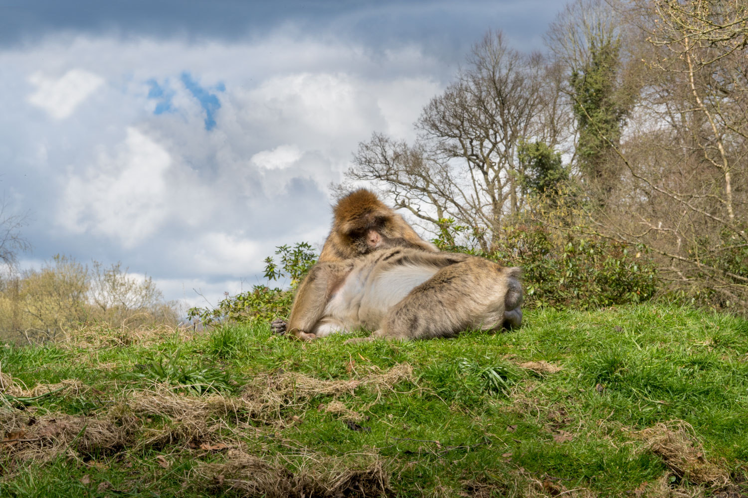 Sony ILCA-77M2 sample photo. Monkey forest photography