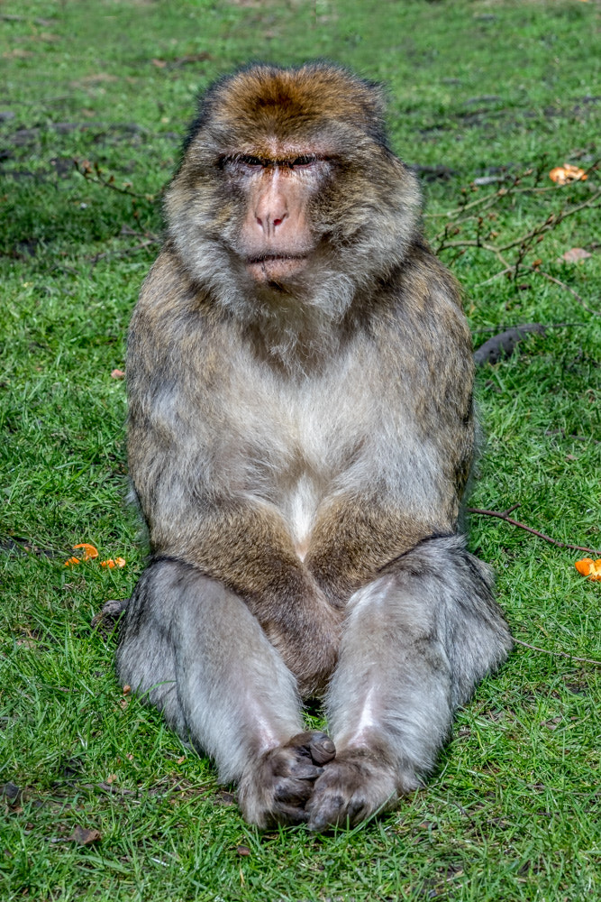 Sony ILCA-77M2 sample photo. Monkey forest photography