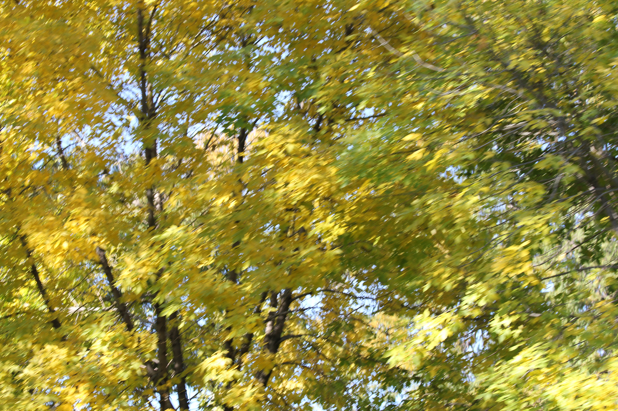 Canon EF 70-300mm F4-5.6 IS USM sample photo. Img_0719.jpg photography