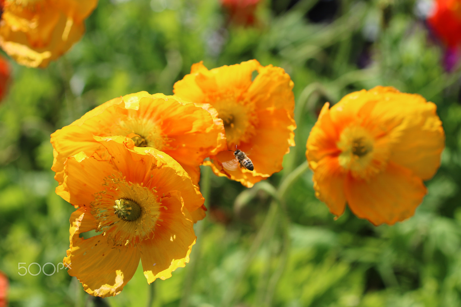 Canon EF 50mm F2.5 Macro sample photo. Buzz 2422 photography