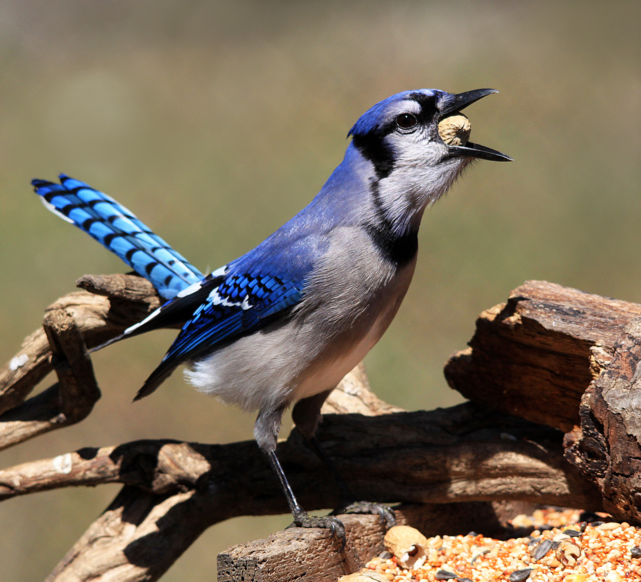 Sigma 150-500mm F5-6.3 DG OS HSM sample photo. Bluejay and peanuts photography