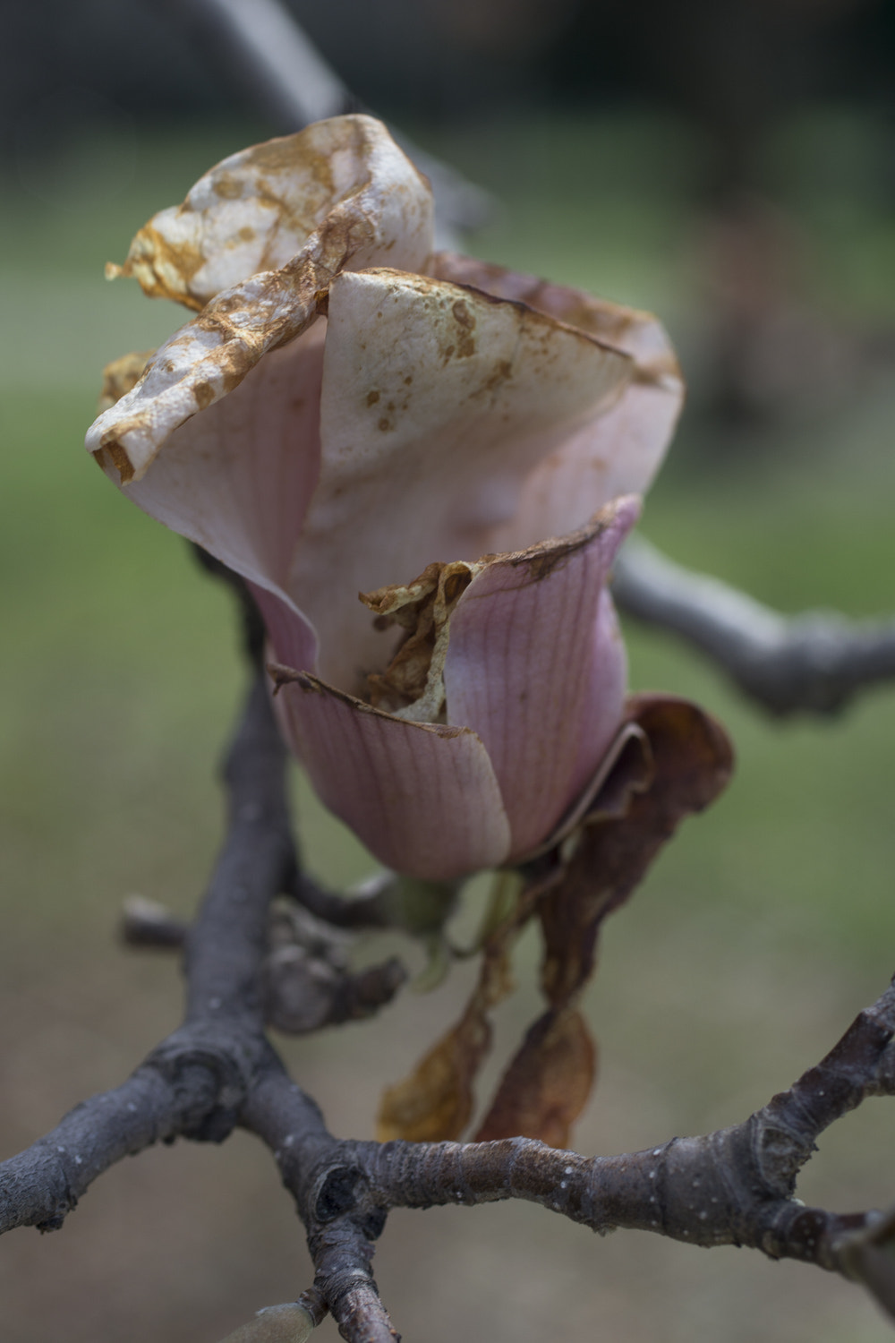 Sony a6000 + Canon EF 50mm F2.5 Macro sample photo. The daily percyscope 022 photography