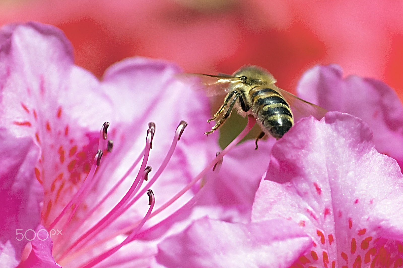 Canon EOS 600D (Rebel EOS T3i / EOS Kiss X5) + Tamron SP AF 90mm F2.8 Di Macro sample photo. Honeybee in flight photography