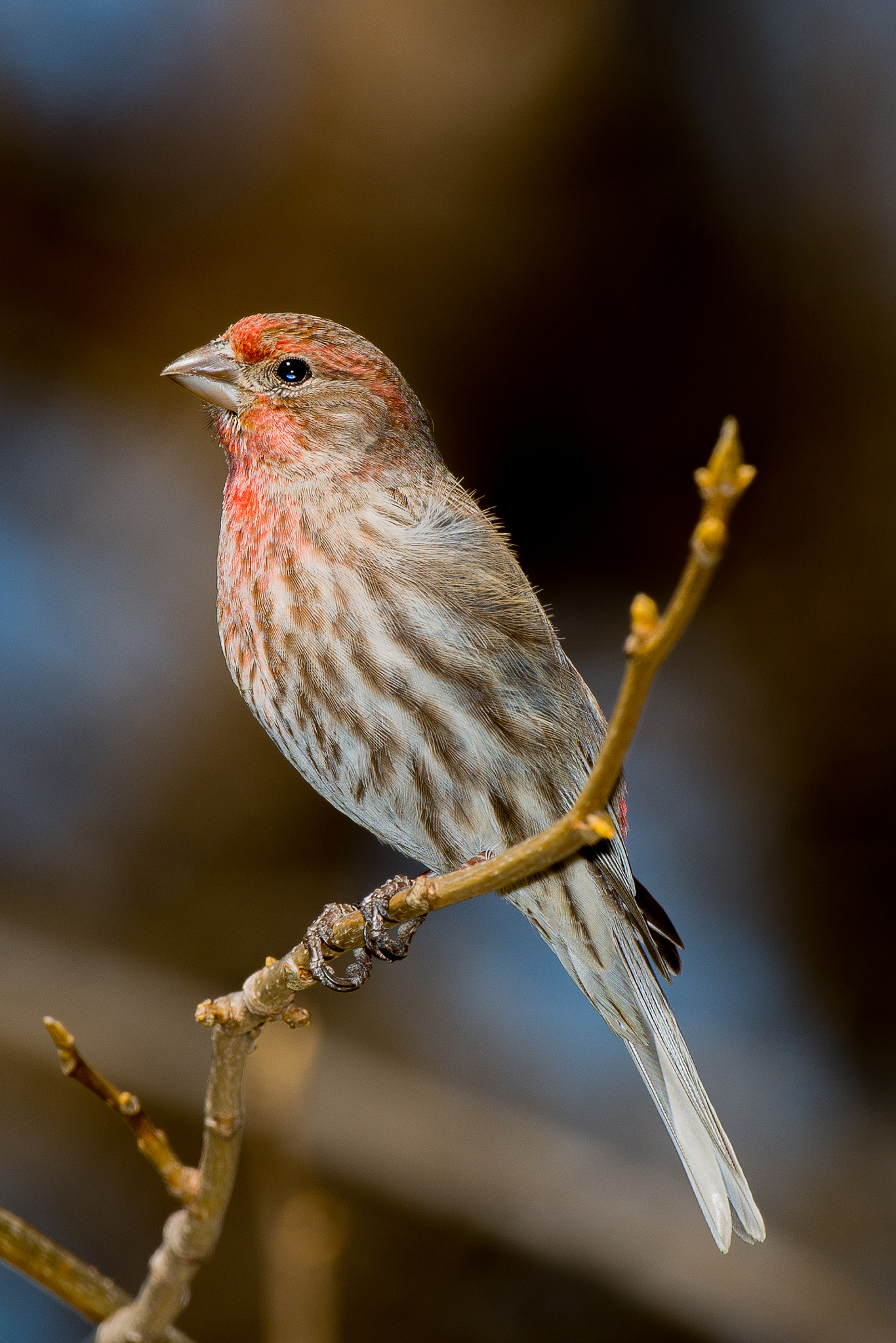 Nikon D800E + Nikon AF-S Nikkor 500mm F4D ED-IF II sample photo. House finch photography