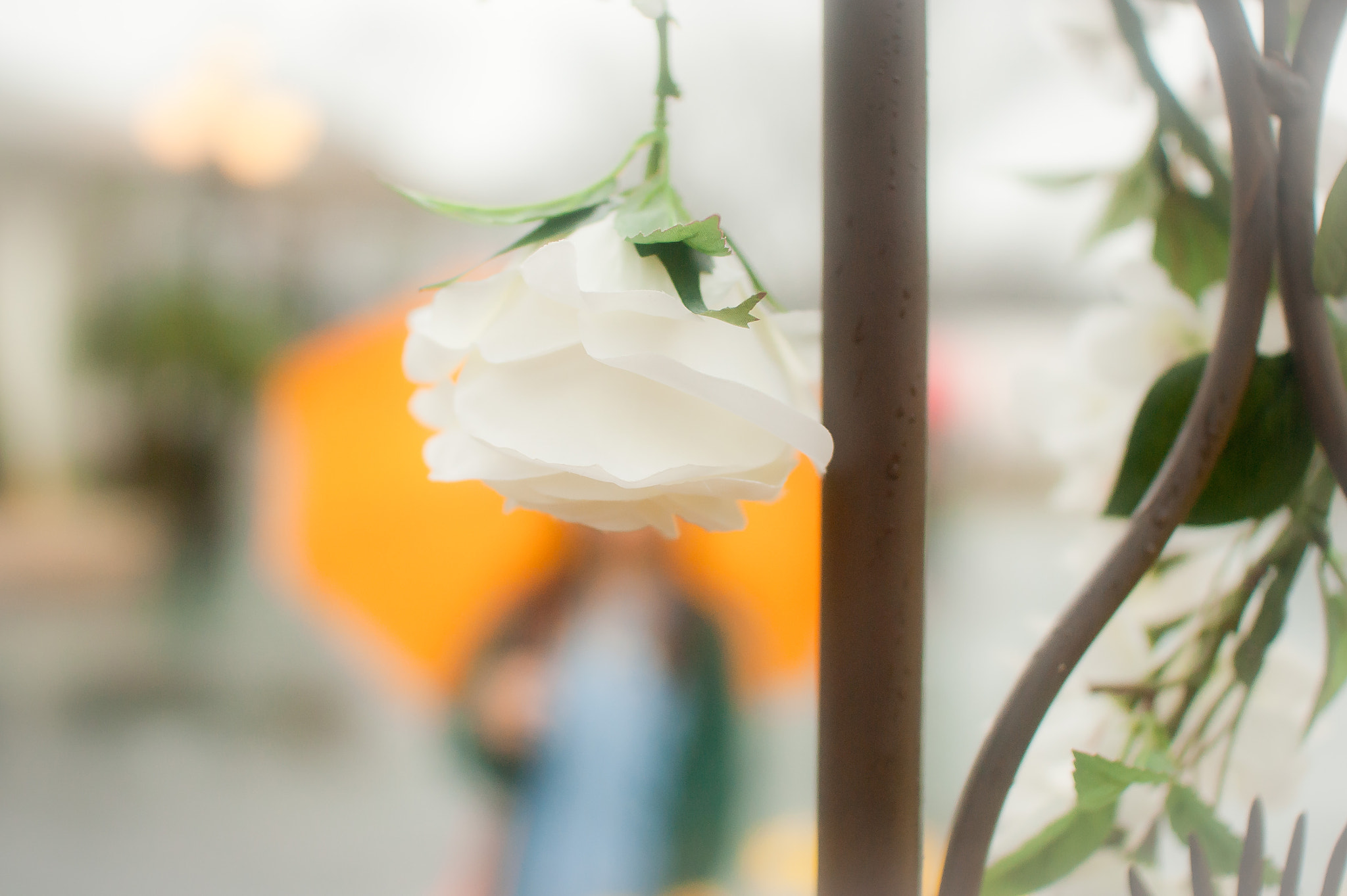 Sony Alpha DSLR-A350 + Sigma 30mm F1.4 EX DC HSM sample photo. Hiding behind a white rose photography