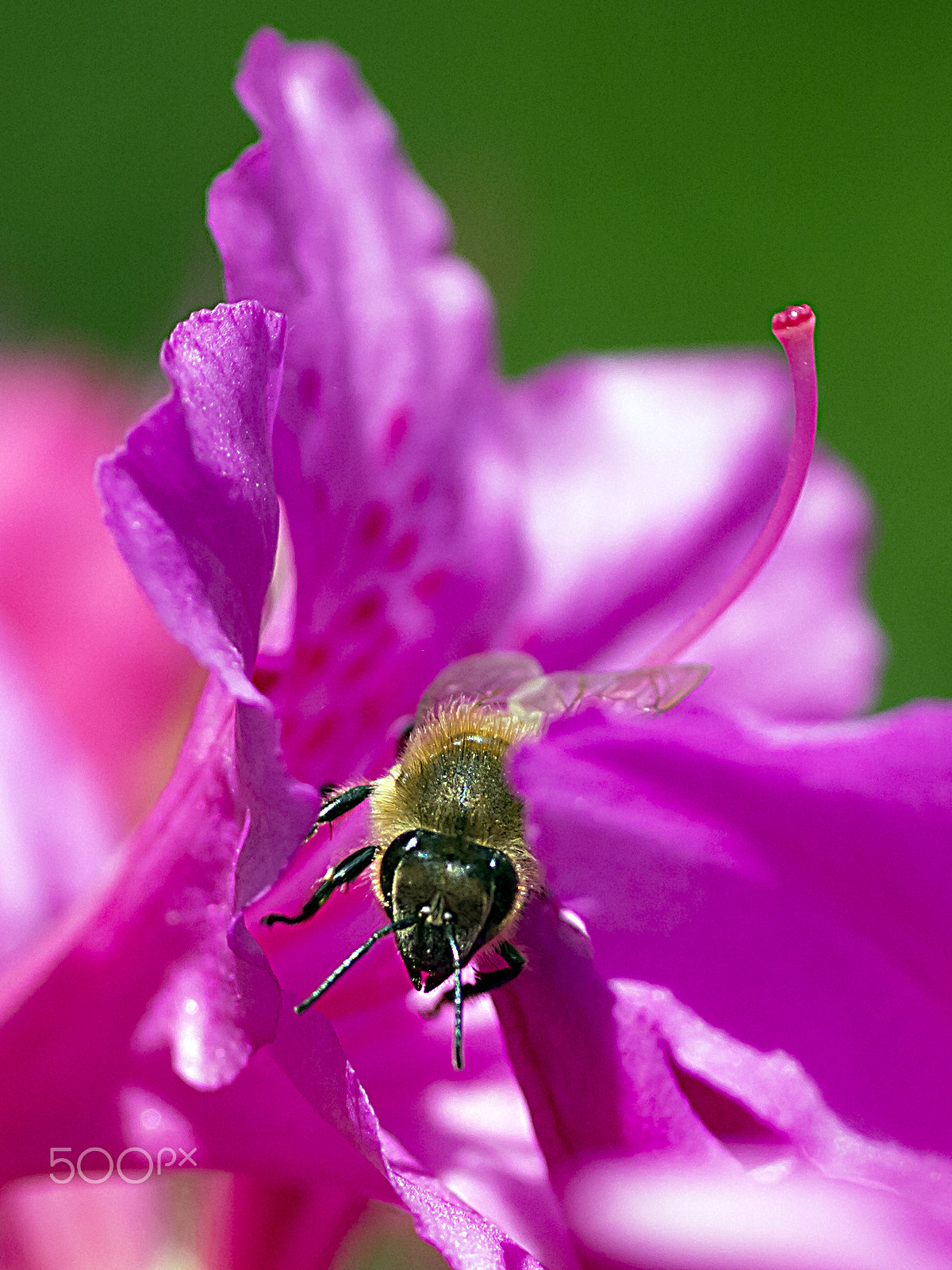 Tamron SP AF 90mm F2.8 Di Macro sample photo. Honeybee over the azalea photography
