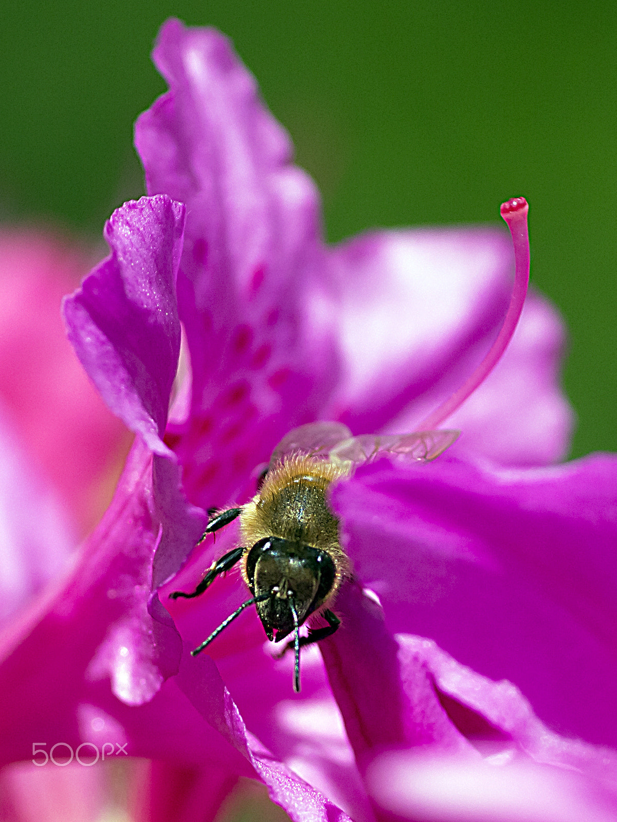 Canon EOS 600D (Rebel EOS T3i / EOS Kiss X5) + Tamron SP AF 90mm F2.8 Di Macro sample photo. Honeybee over the azalea photography