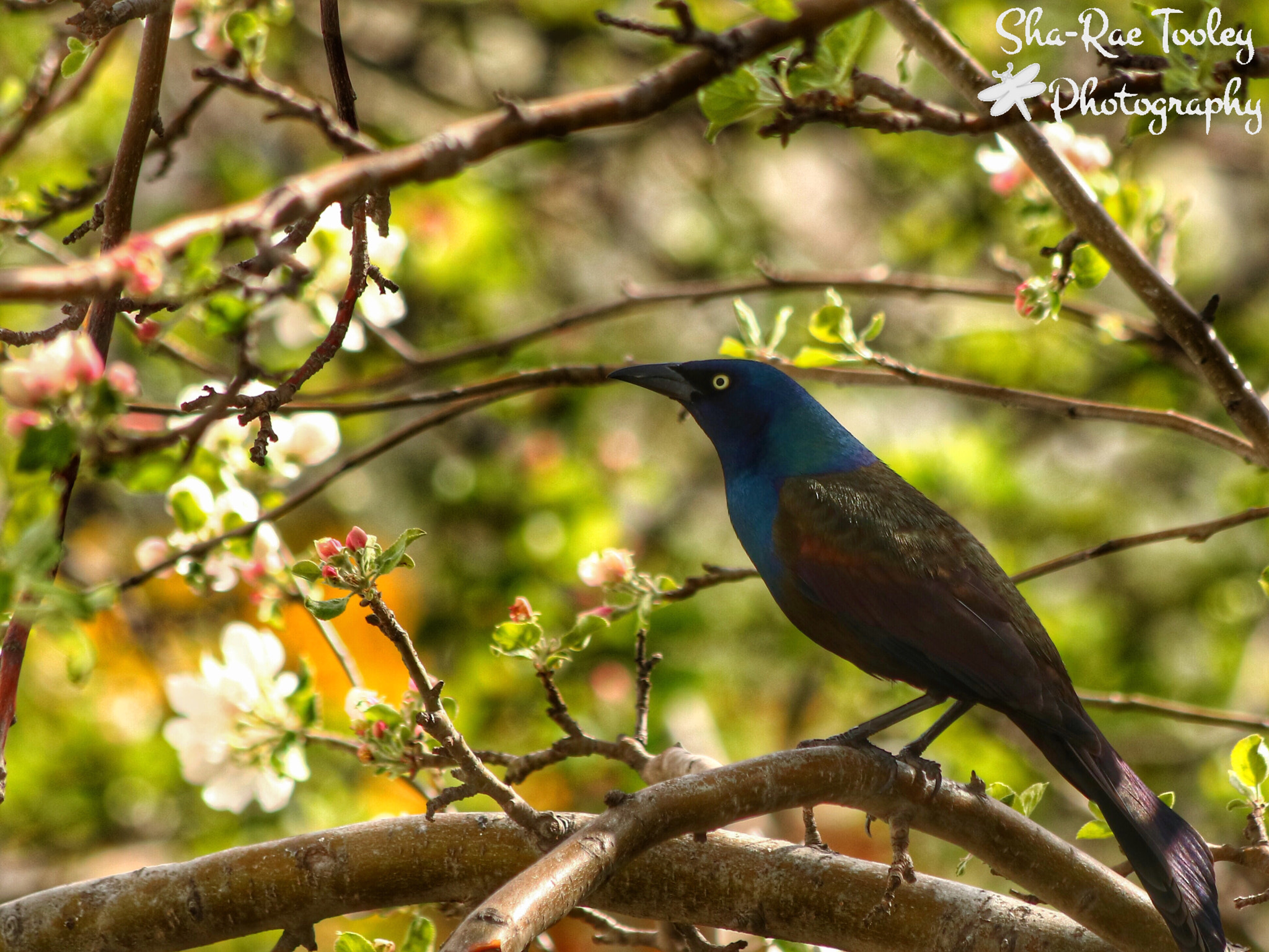 Canon EOS 750D (EOS Rebel T6i / EOS Kiss X8i) + Canon EF 70-300mm F4-5.6 IS USM sample photo. Common grackle photography