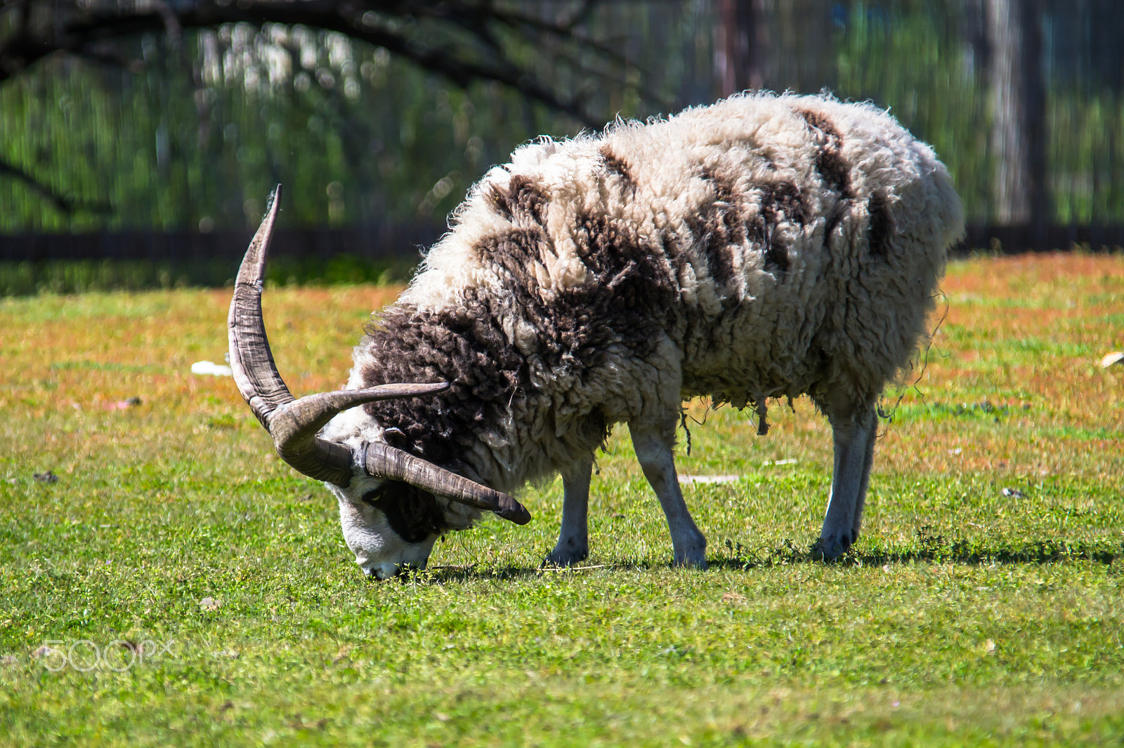 Sigma 150-500mm F5-6.3 DG OS HSM sample photo. Tennessee fainting goat - 1 photography
