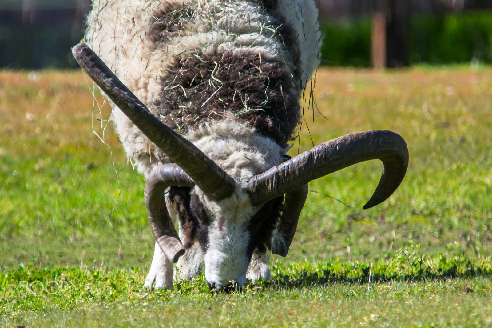 Sigma 150-500mm F5-6.3 DG OS HSM sample photo. Tennessee fainting goat - 2 photography