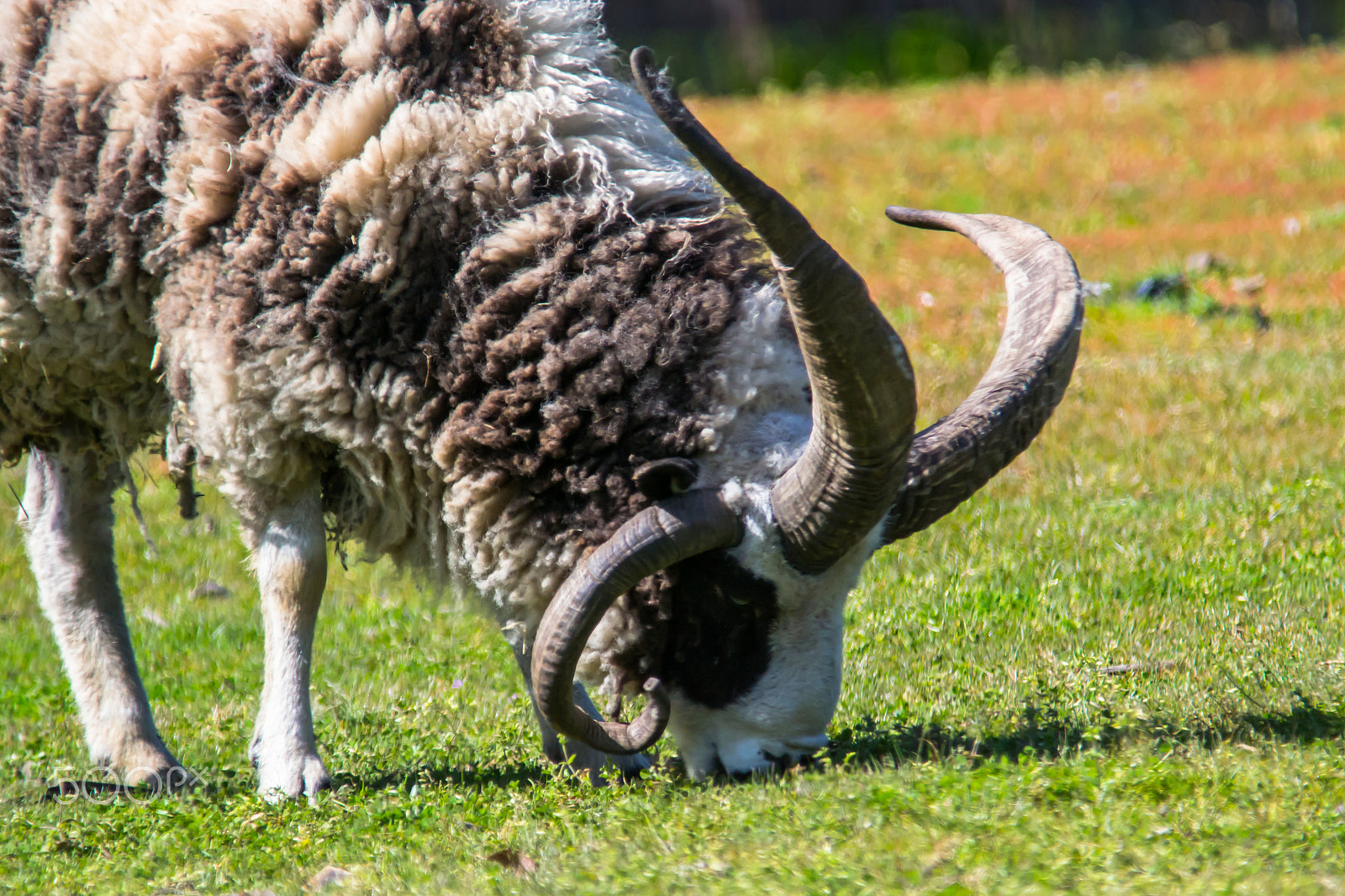 Sigma 150-500mm F5-6.3 DG OS HSM sample photo. Tennessee fainting goat - 3 photography