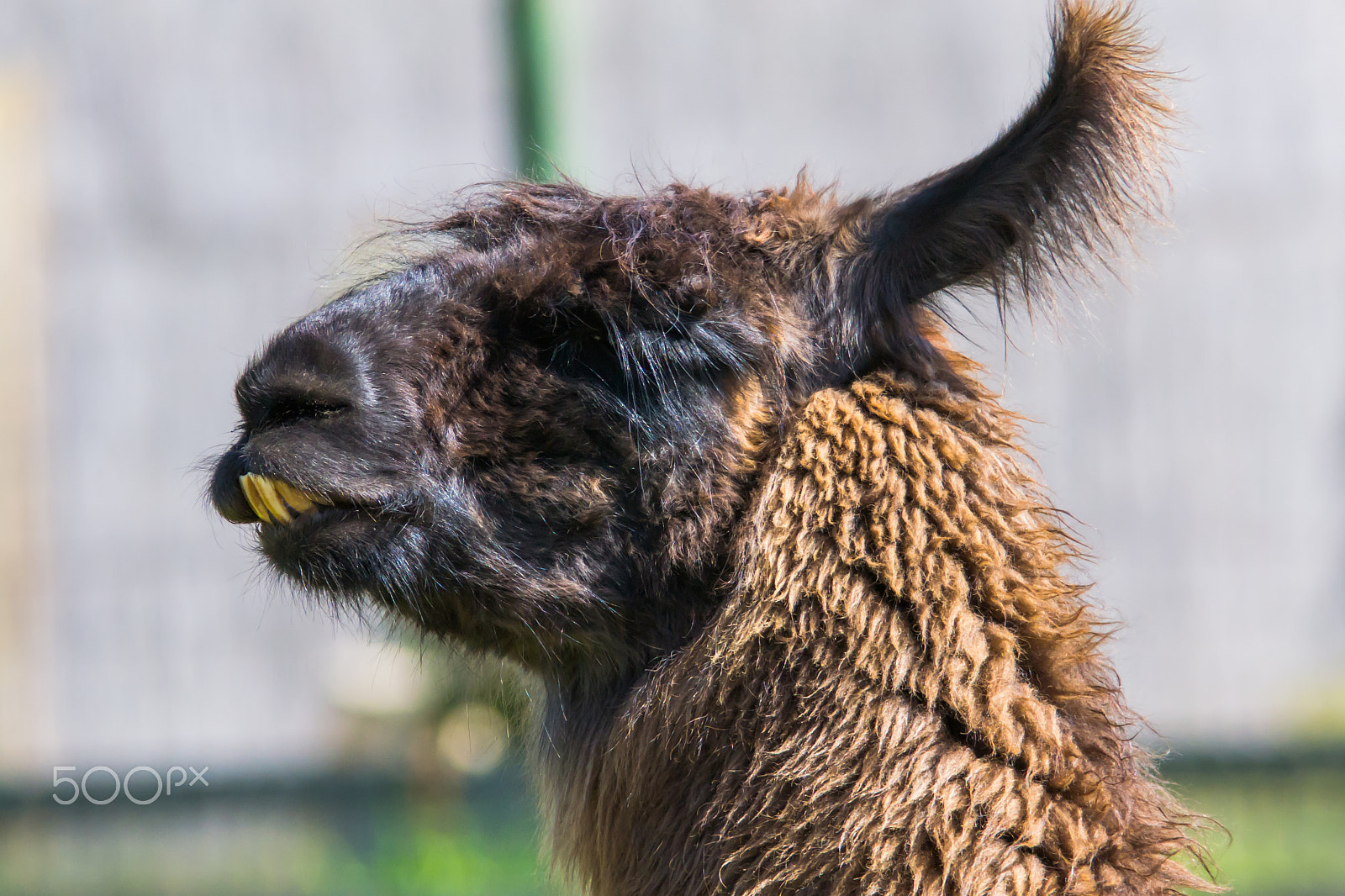 Sigma 150-500mm F5-6.3 DG OS HSM sample photo. Llama - big teeth photography