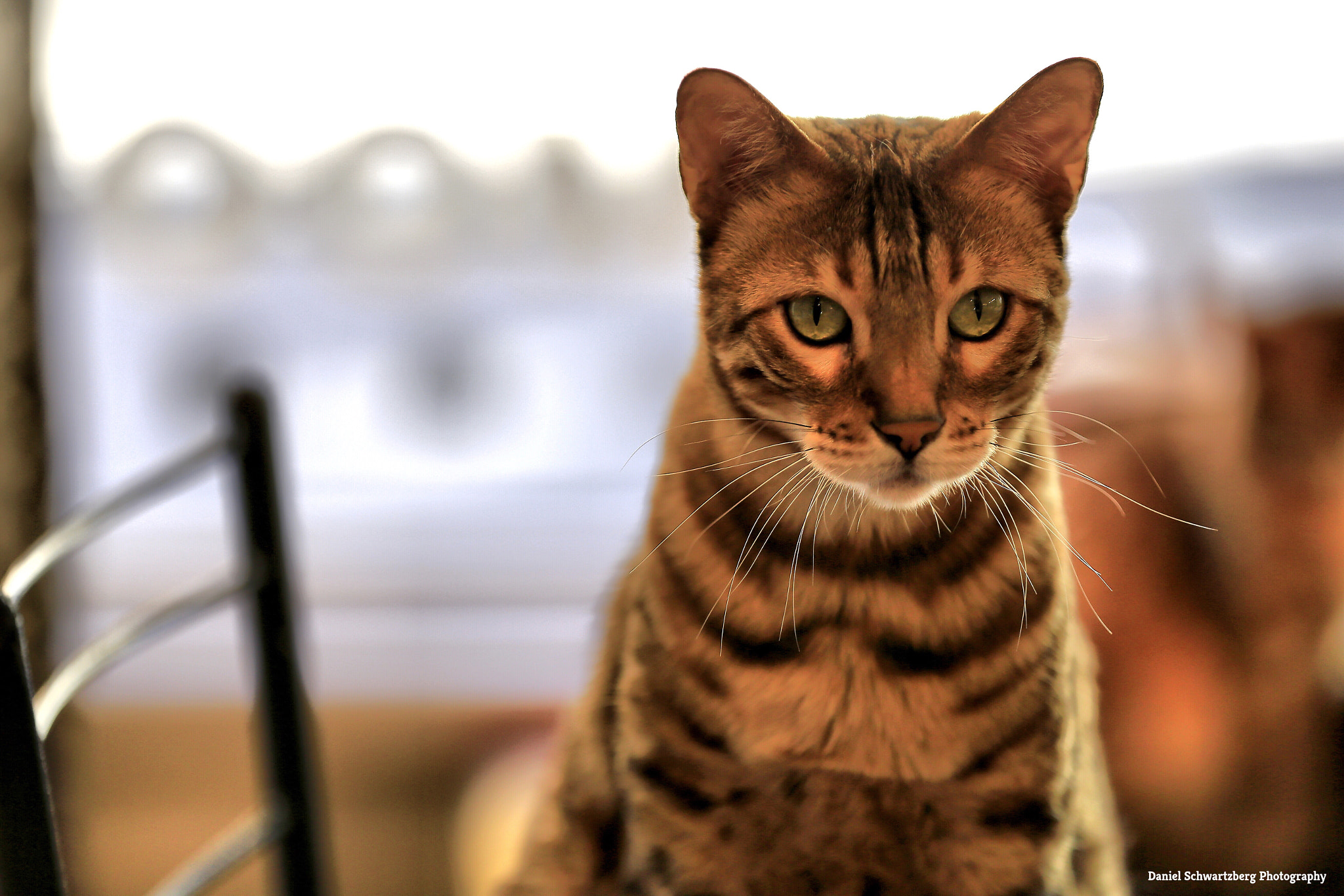 Canon EF 70-200mm F2.8L IS II USM sample photo