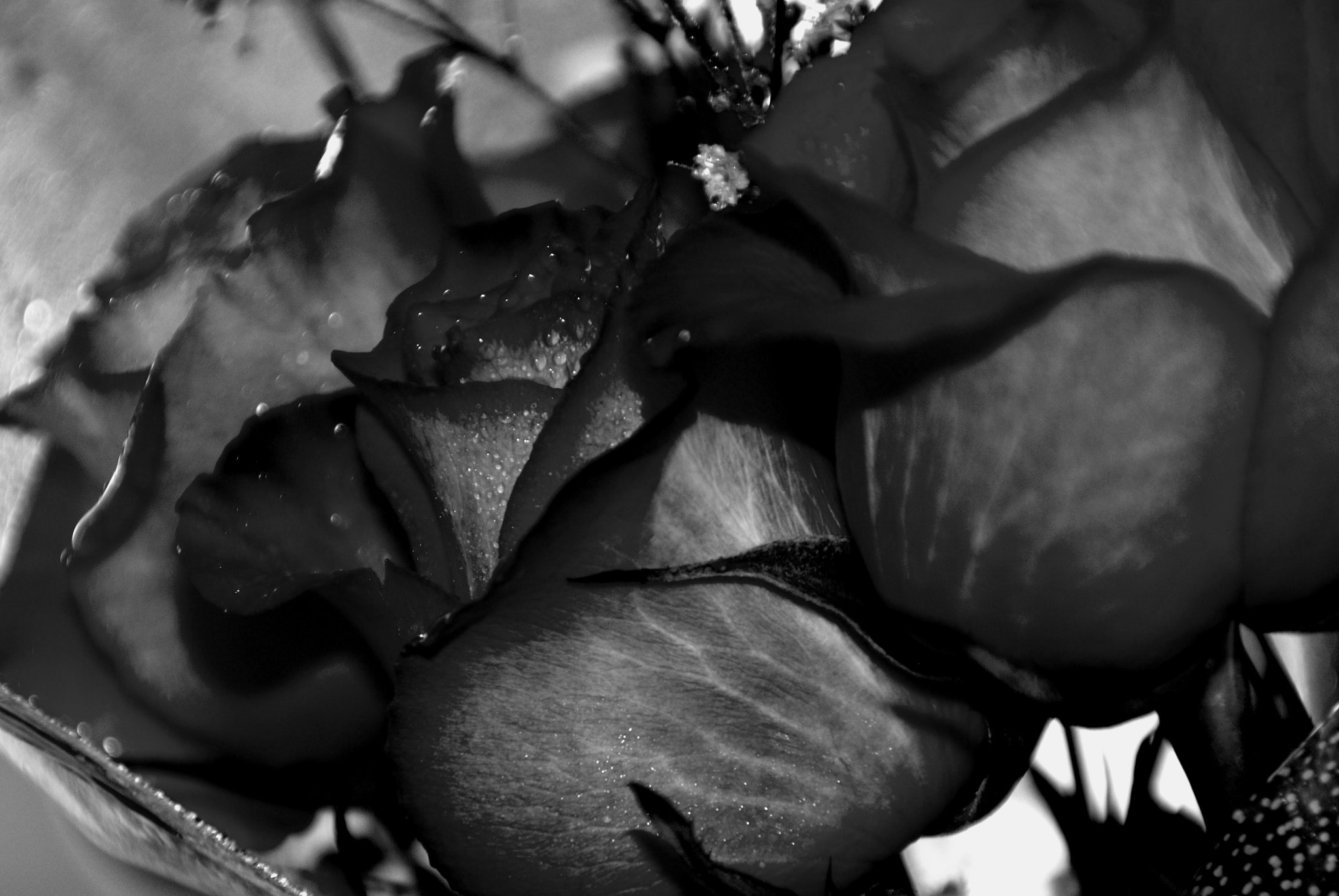 Nikon D80 sample photo. () photography