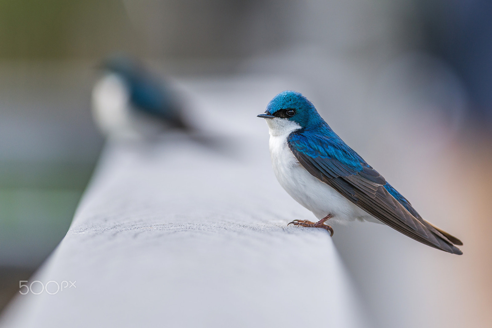Nikon D800E + Nikon AF-S Nikkor 300mm F4D ED-IF sample photo. Tree swallow photography