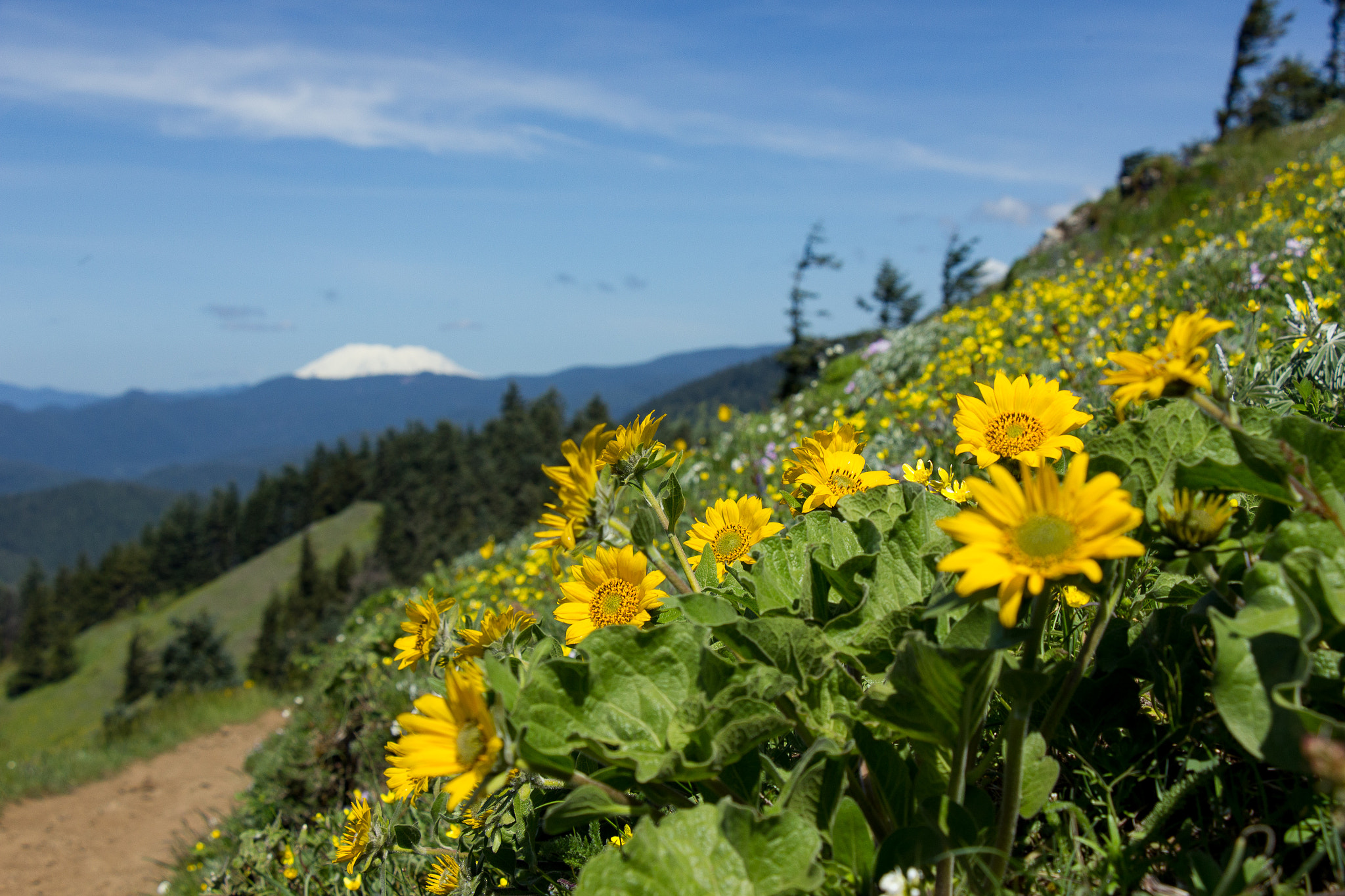 Canon EF-S 18-135mm F3.5-5.6 IS STM sample photo. Alpine flower photography