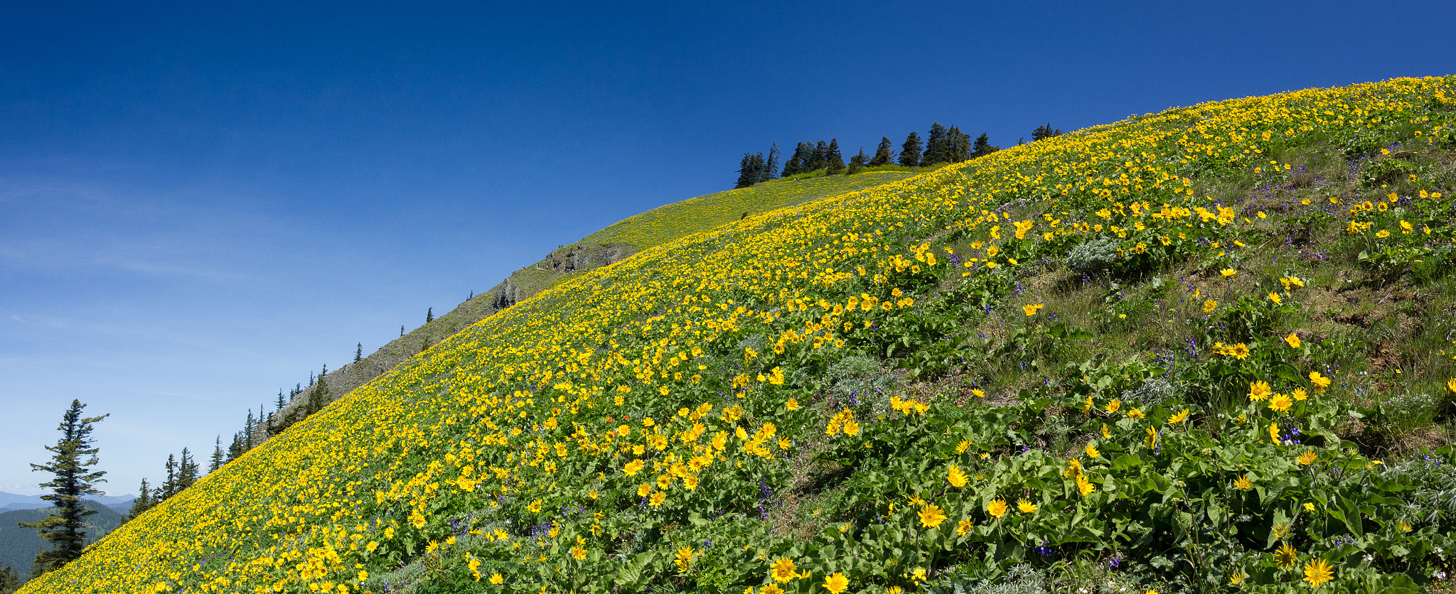 Canon EF-S 18-135mm F3.5-5.6 IS STM sample photo. Dog mountain photography