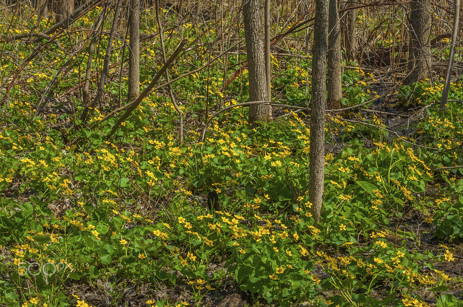 Nikon D2X + Nikon AF Micro-Nikkor 60mm F2.8D sample photo. Marsh marigolds in bloom in a wet woodland. photography