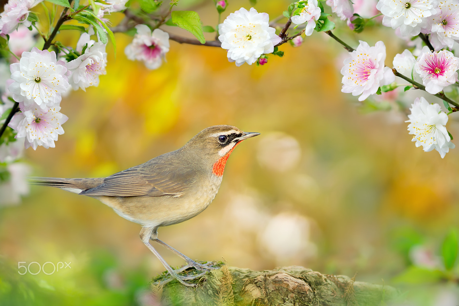 Sony SLT-A77 + Minolta AF 300mm F2.8 HS-APO G sample photo. ～ the arrival of spring blossom ～ photography