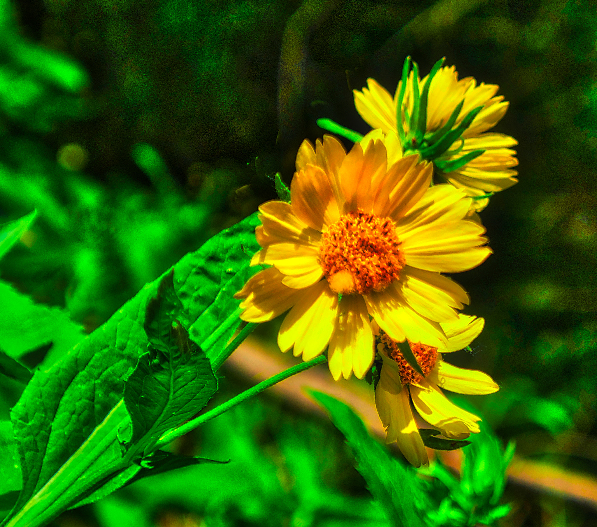 Sony E 18-55mm F3.5-5.6 OSS sample photo. Wild flowers photography