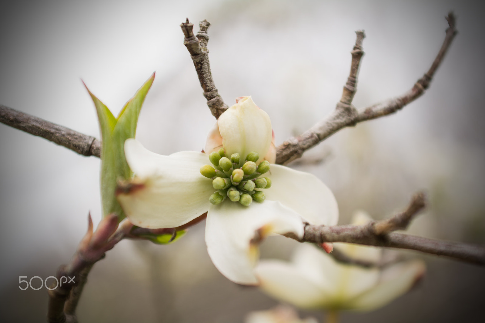 AF Zoom-Nikkor 28-85mm f/3.5-4.5 sample photo. April flower photography