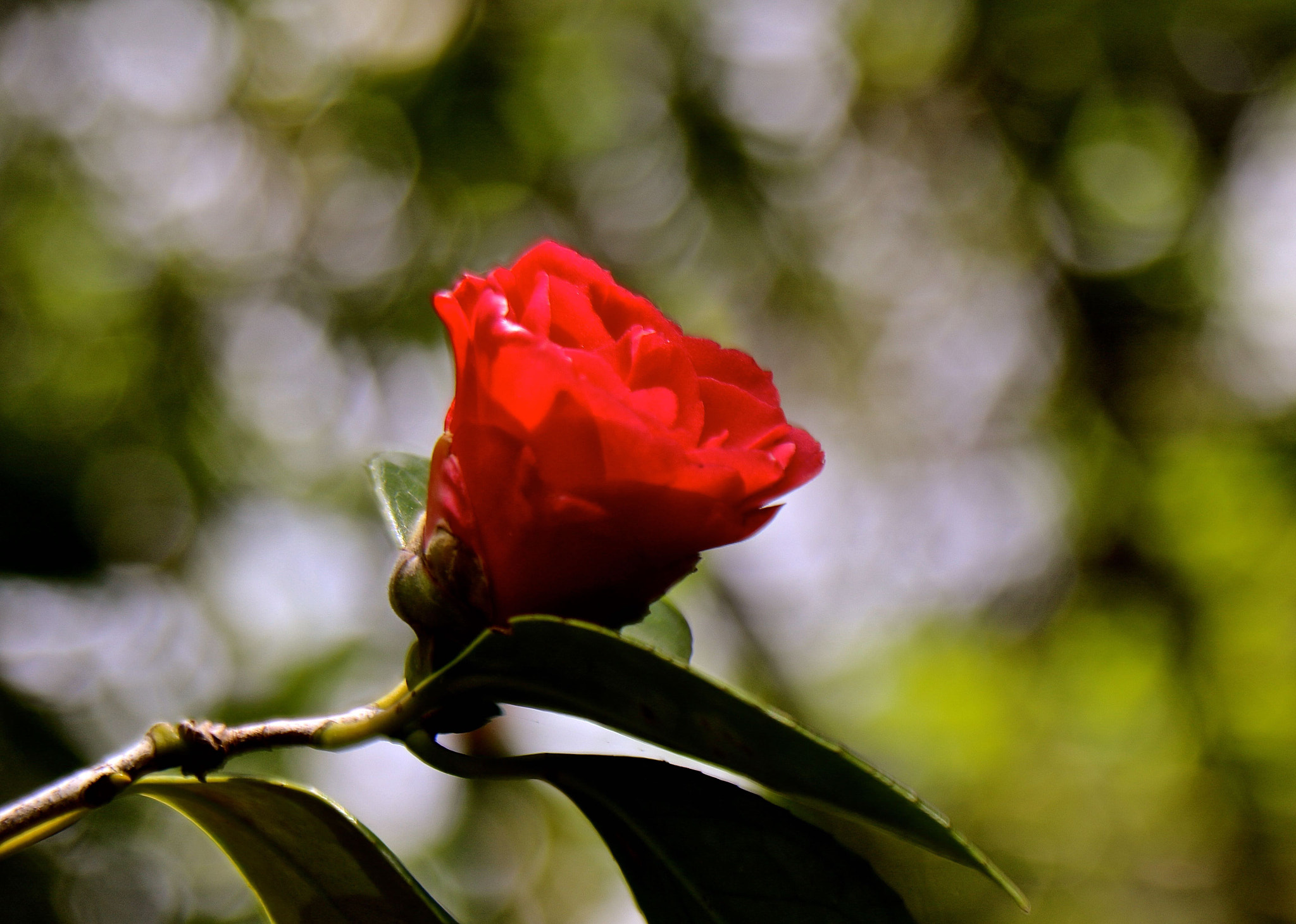 Canon EOS 7D Mark II + Canon EF 28-135mm F3.5-5.6 IS USM sample photo. Descanso camelias photography