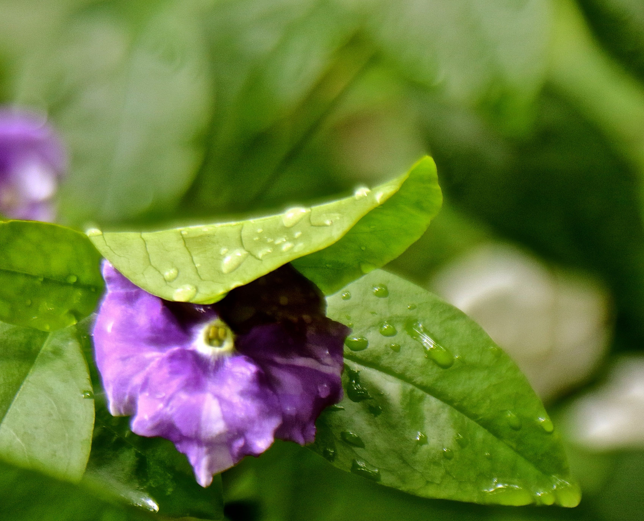 Canon EOS 7D Mark II + Canon EF 28-135mm F3.5-5.6 IS USM sample photo. Spring flowers photography