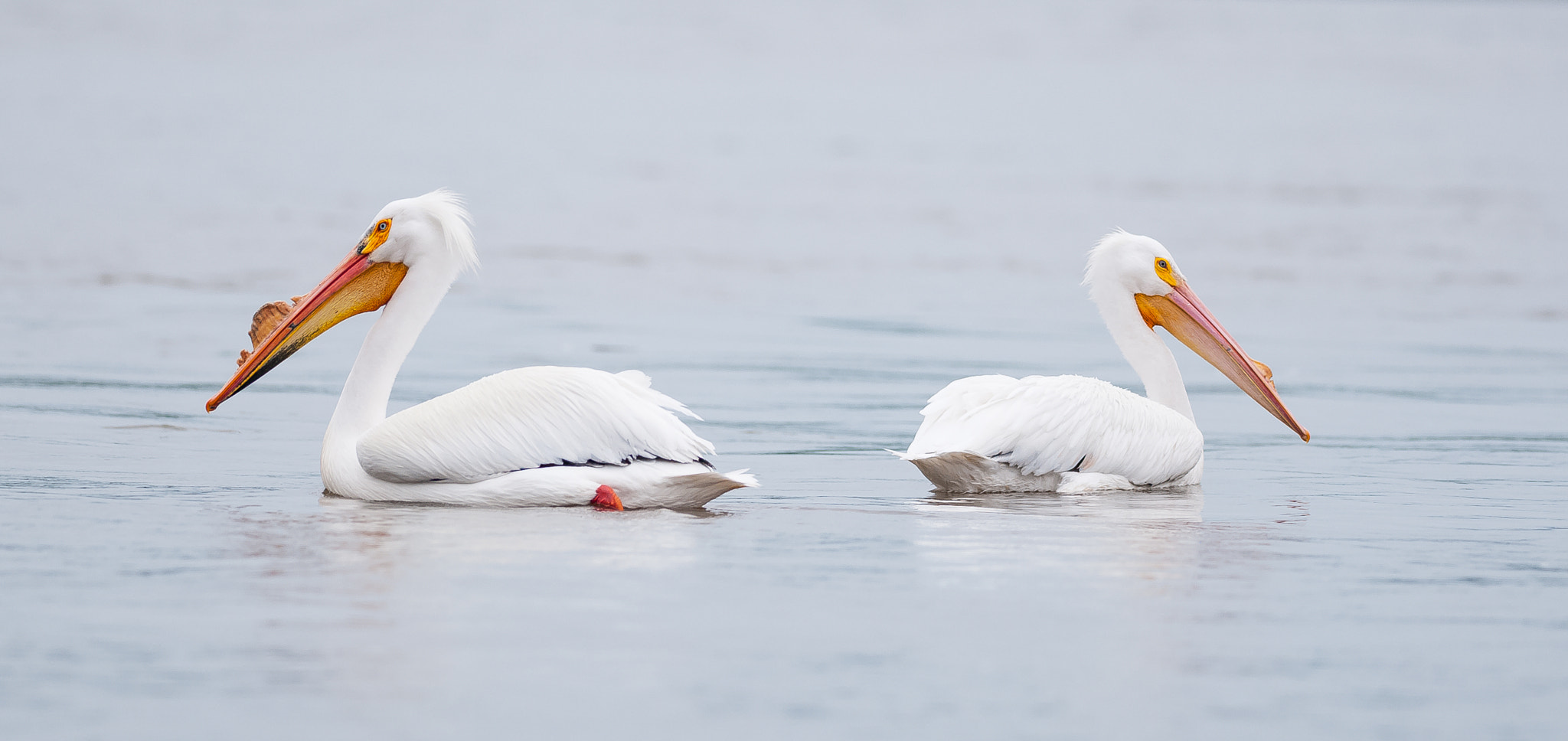 Nikon D300S + Nikon AF-S Nikkor 300mm F4D ED-IF sample photo. Pair of pelicans photography