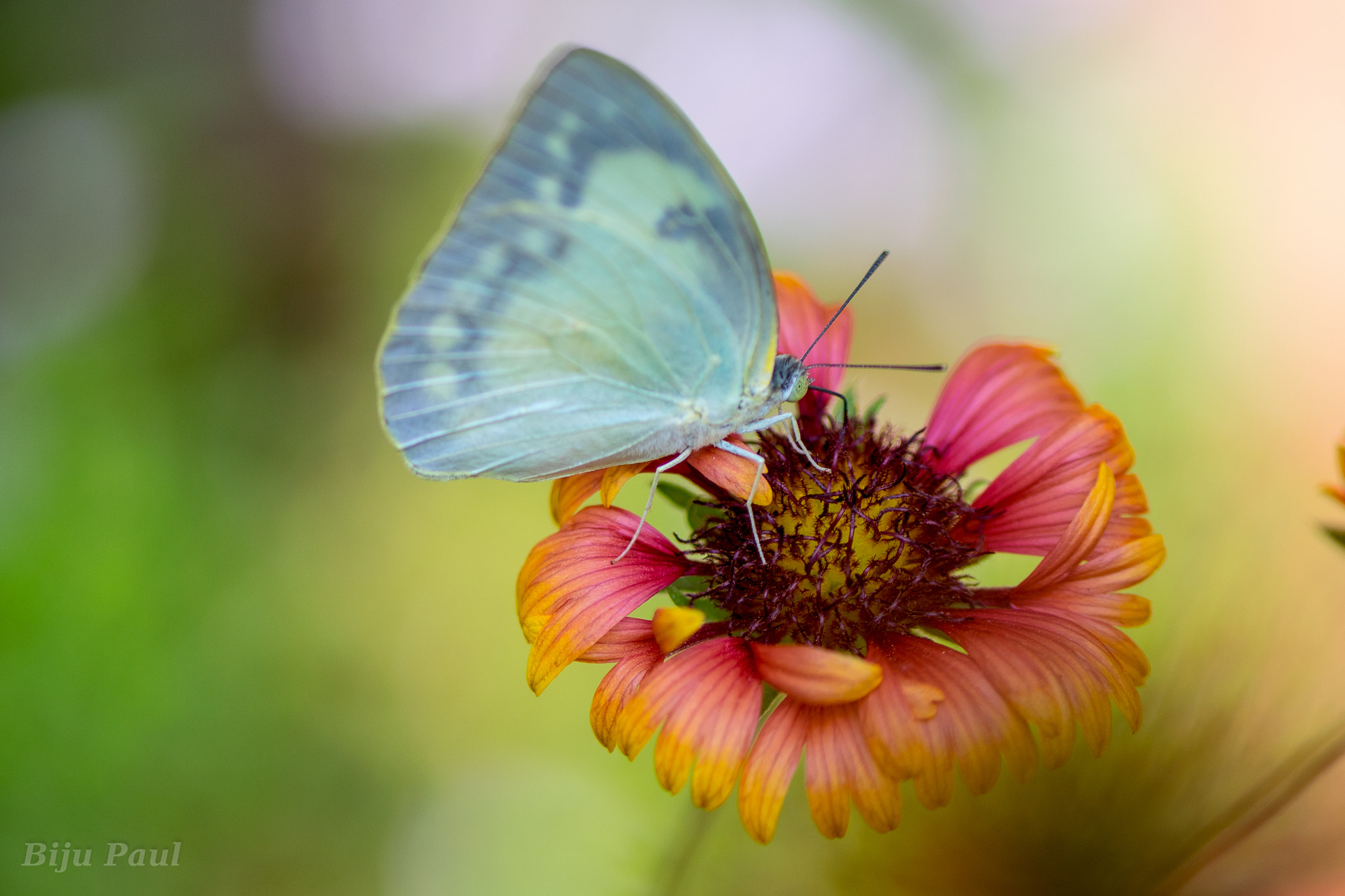 Nikon AF-S Micro-Nikkor 105mm F2.8G IF-ED VR sample photo. Butterfly photography