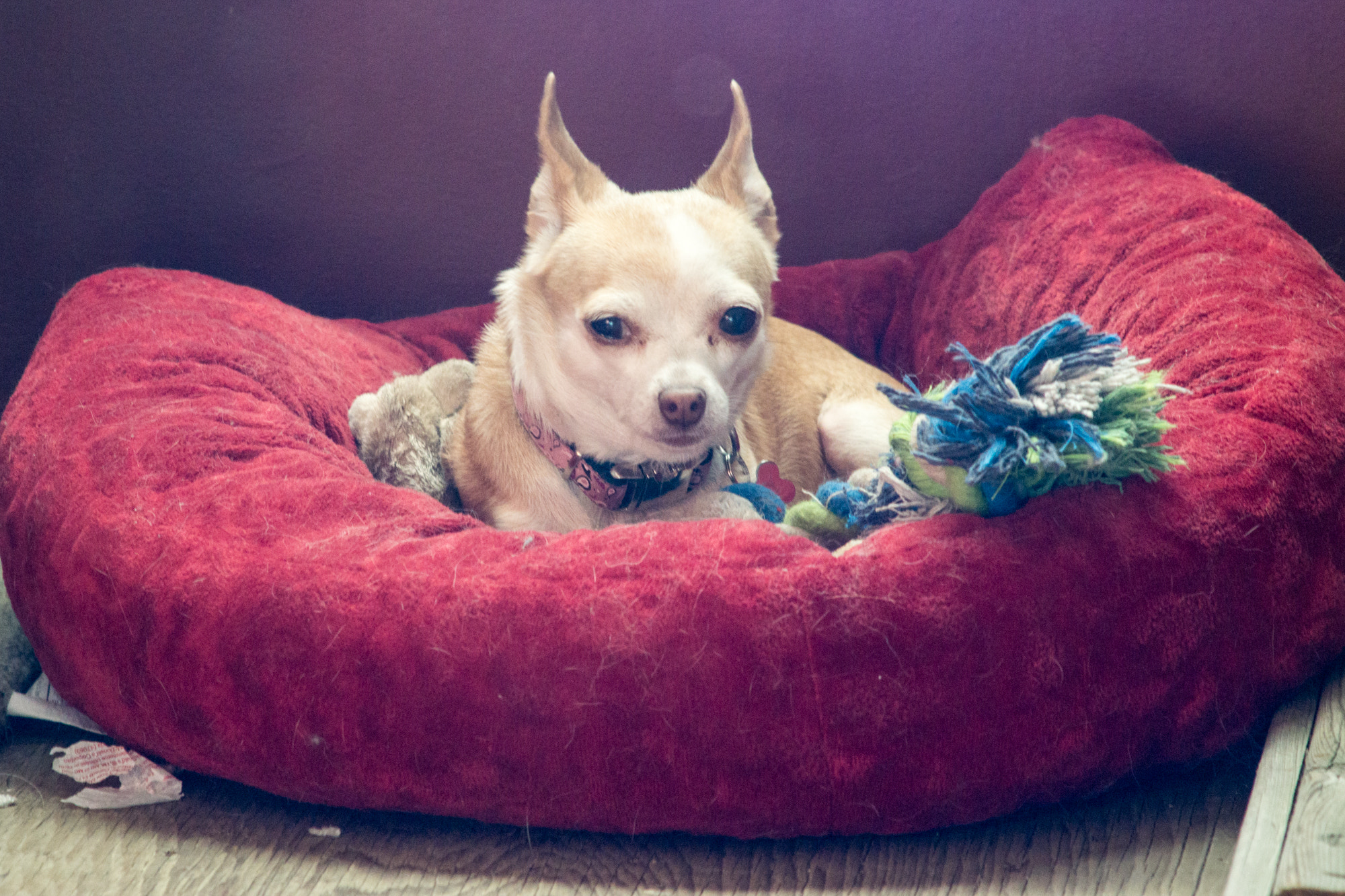Minolta AF 100-200mm F4.5 sample photo. Itty the chihuahua photography
