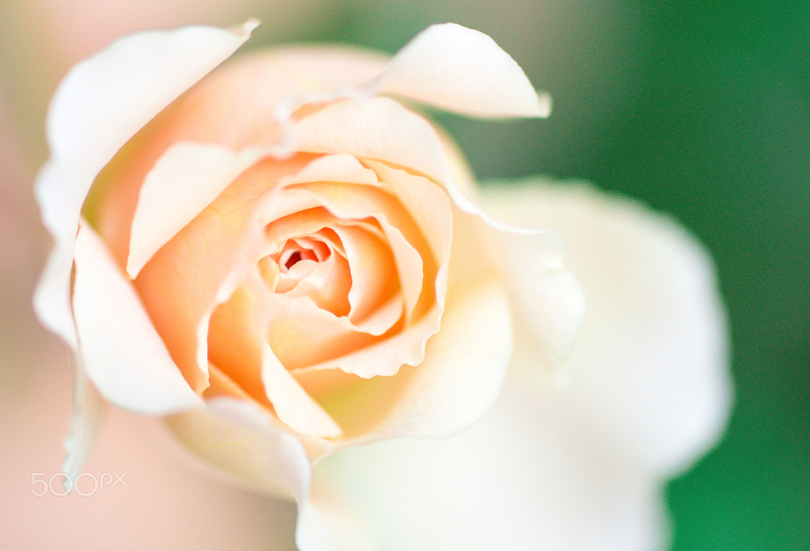Sony a99 II + Sony 100mm F2.8 Macro sample photo. David austin rose photography