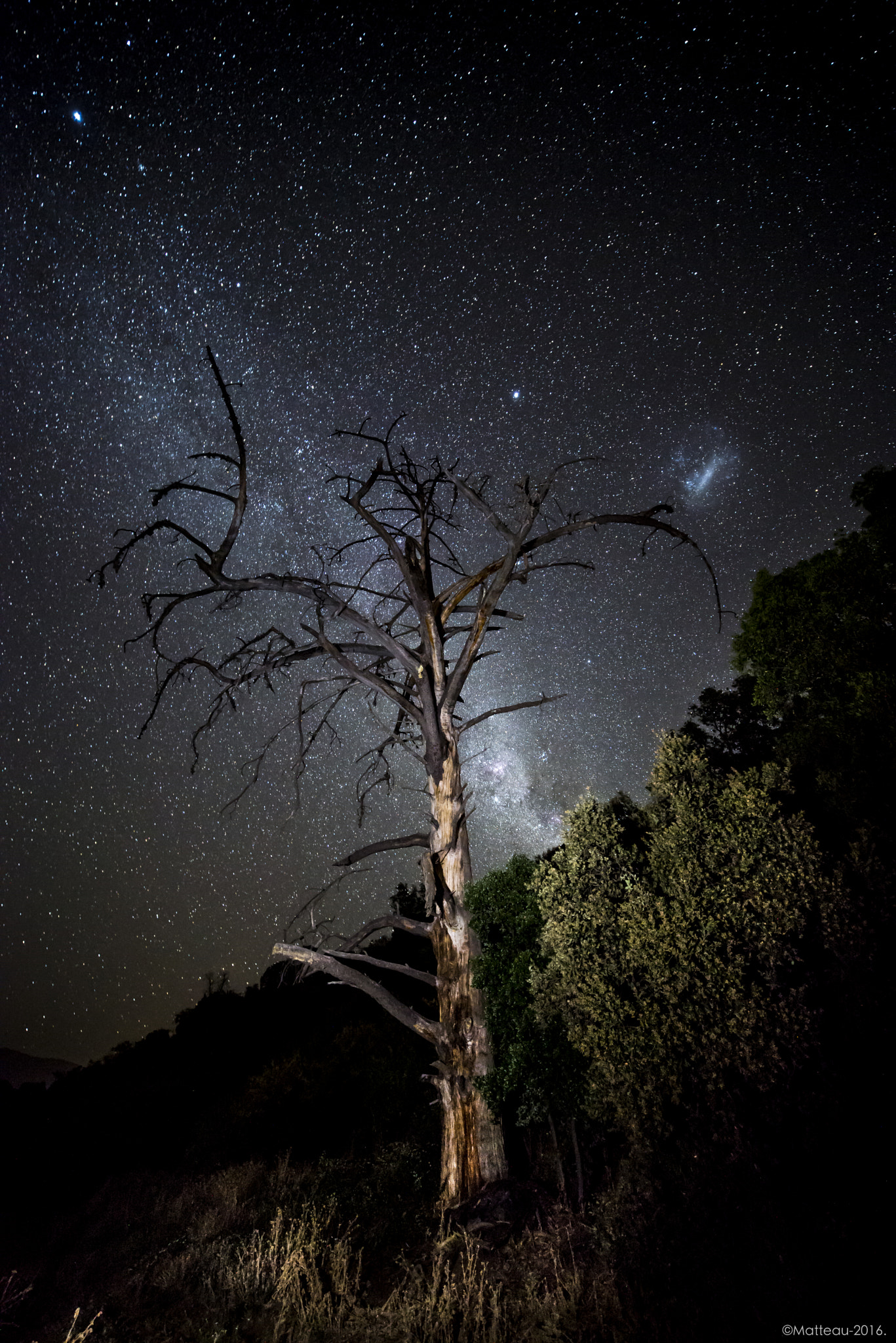 Nikon D600 sample photo. Eucaliptos bajo las estrellas photography
