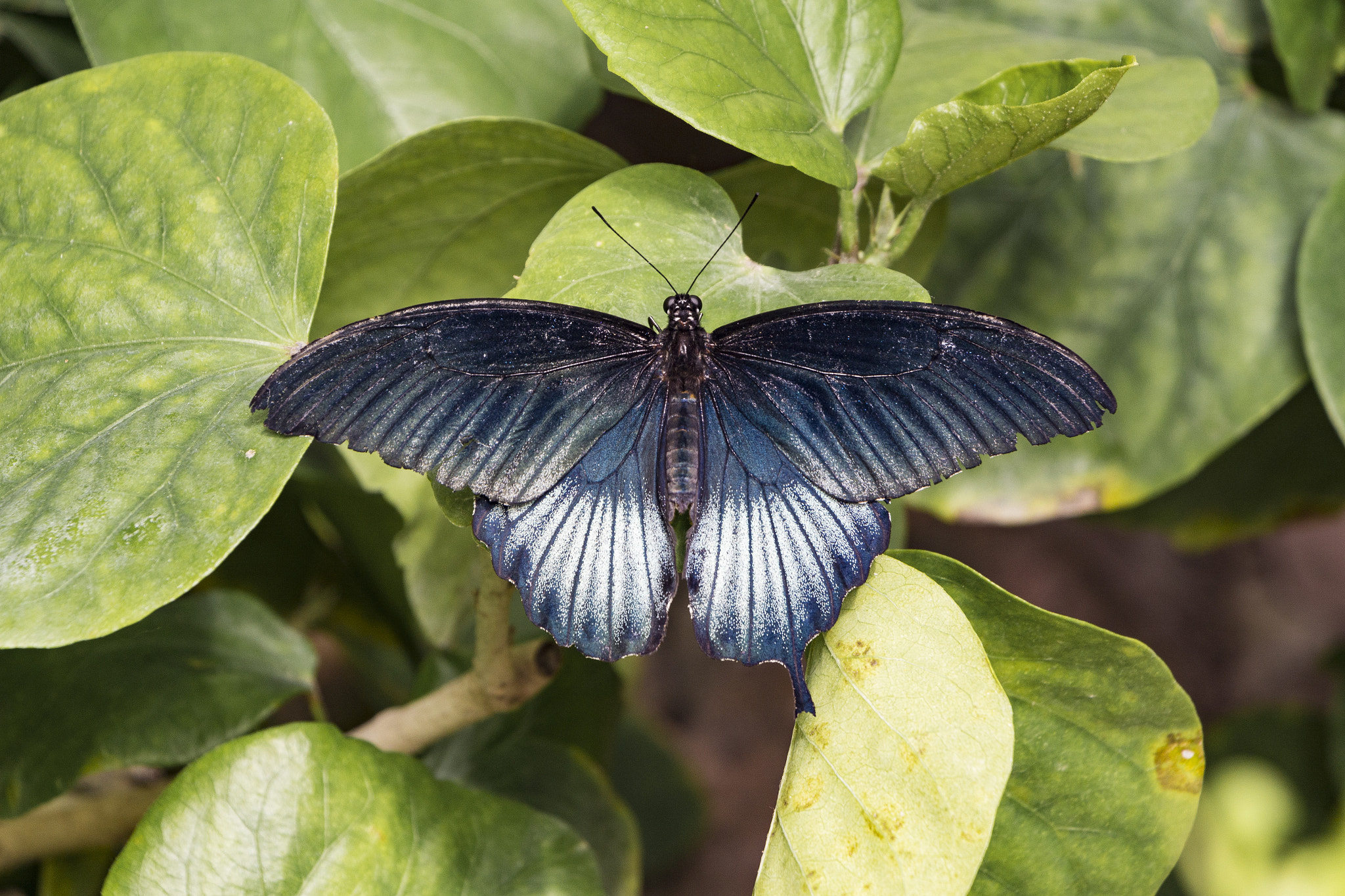 Canon EF-S 18-135mm F3.5-5.6 IS STM sample photo. Blue beauty photography