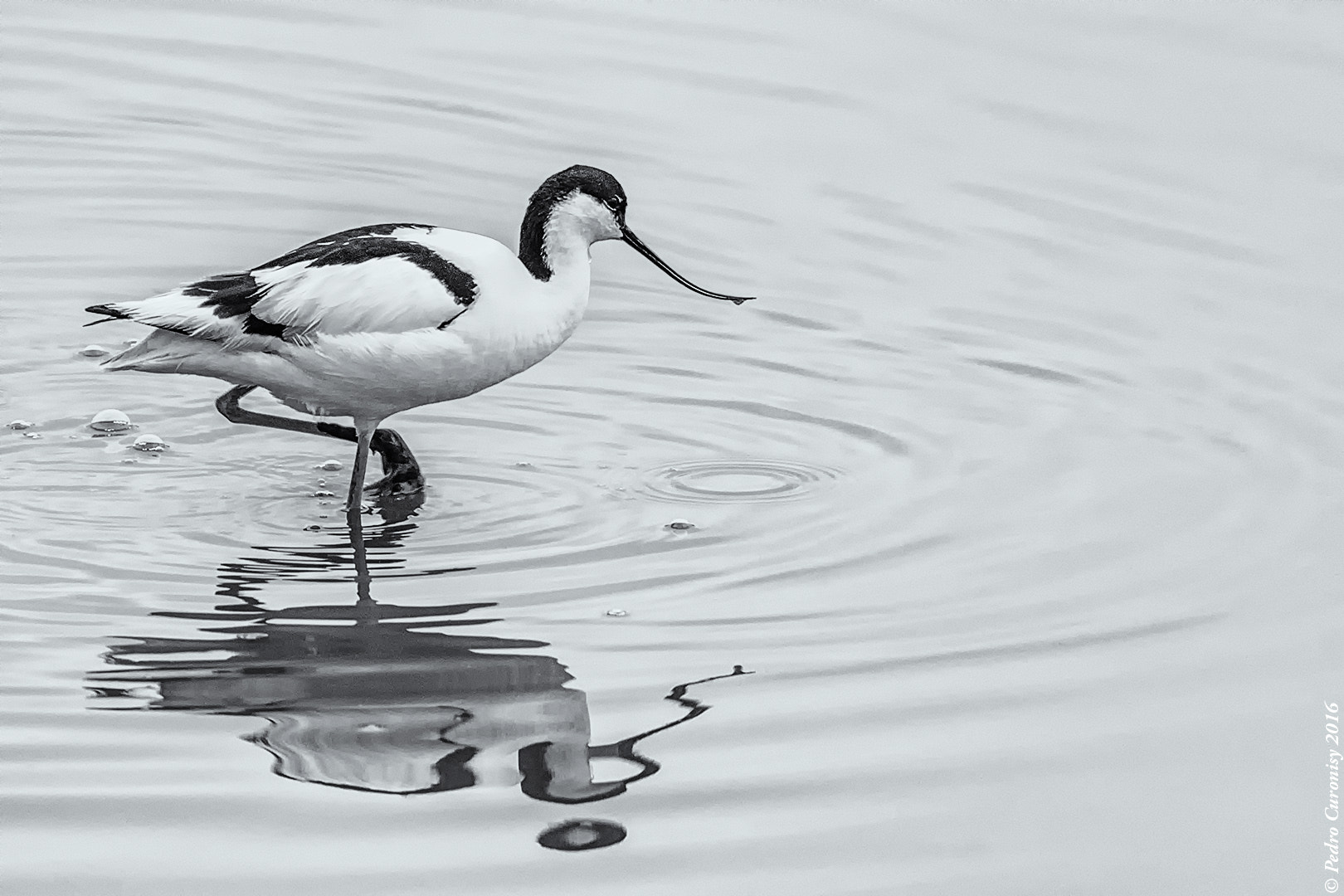 Olympus OM-D E-M1 + M.300mm F4.0 + MC-14 sample photo. Avoceta común photography