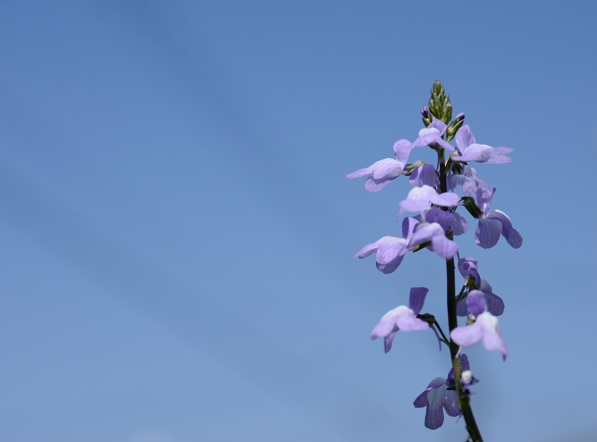 Nikon D7100 + Sigma 17-70mm F2.8-4 DC Macro OS HSM | C sample photo. The blue sky and flower photography