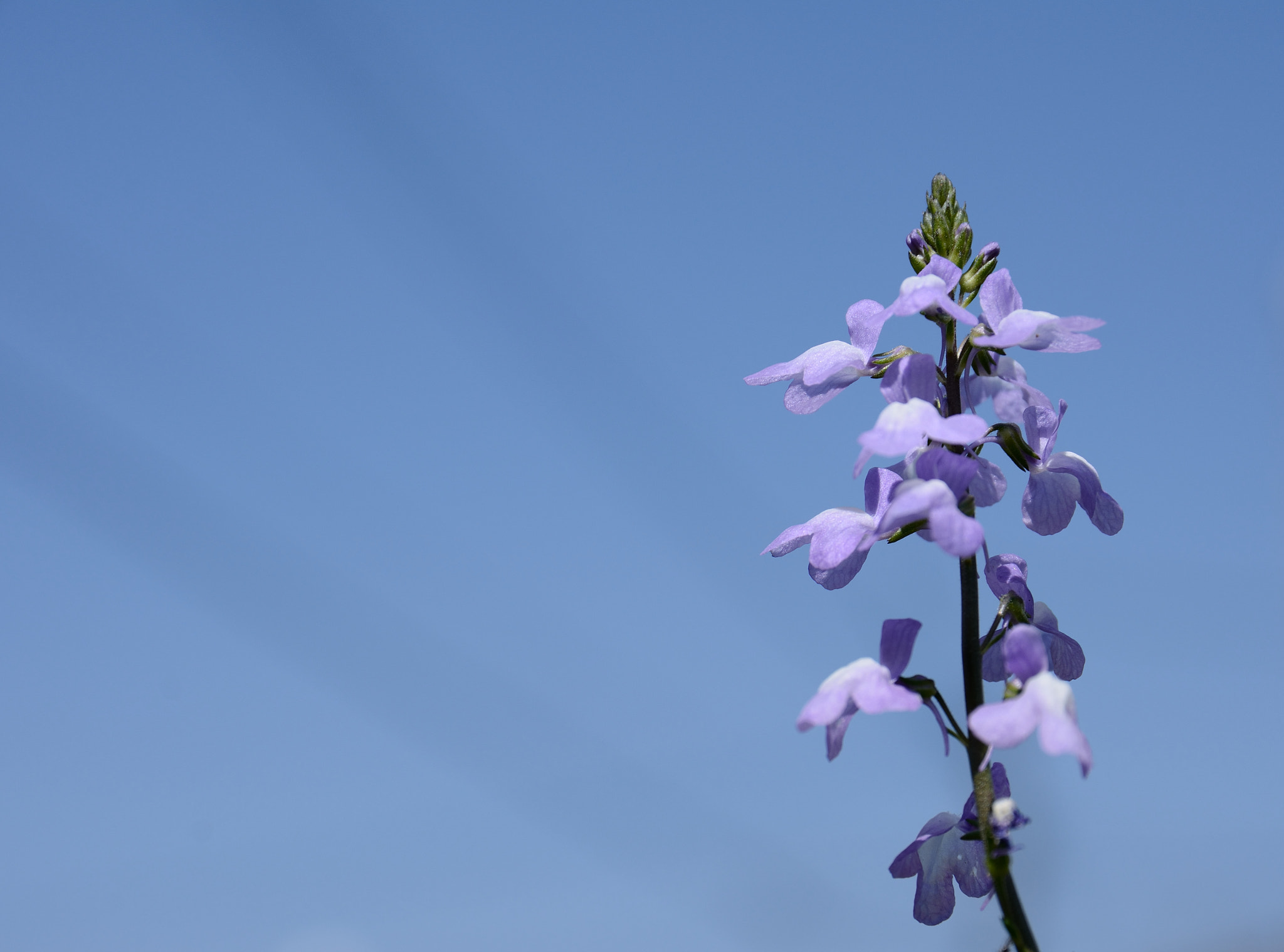 Sigma 17-70mm F2.8-4 DC Macro OS HSM | C sample photo. The blue sky and flower photography